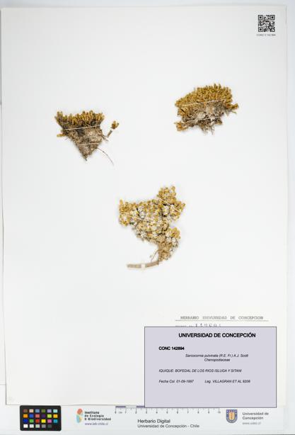 Sarcocornia pulvinata [Espécimen: UDEC:CONC:0142894]