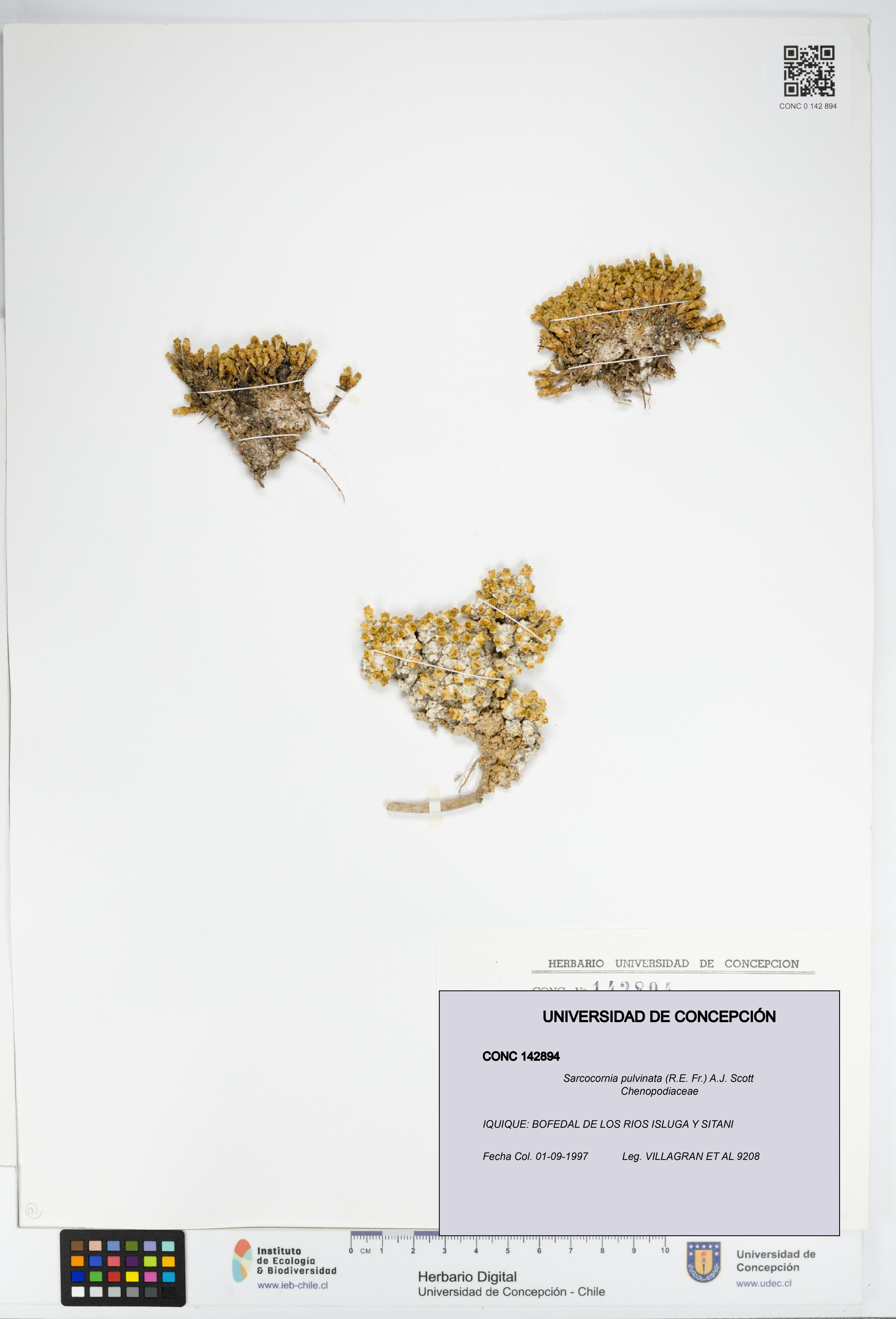 Sarcocornia pulvinata [Espécimen: UDEC:CONC:0142894]