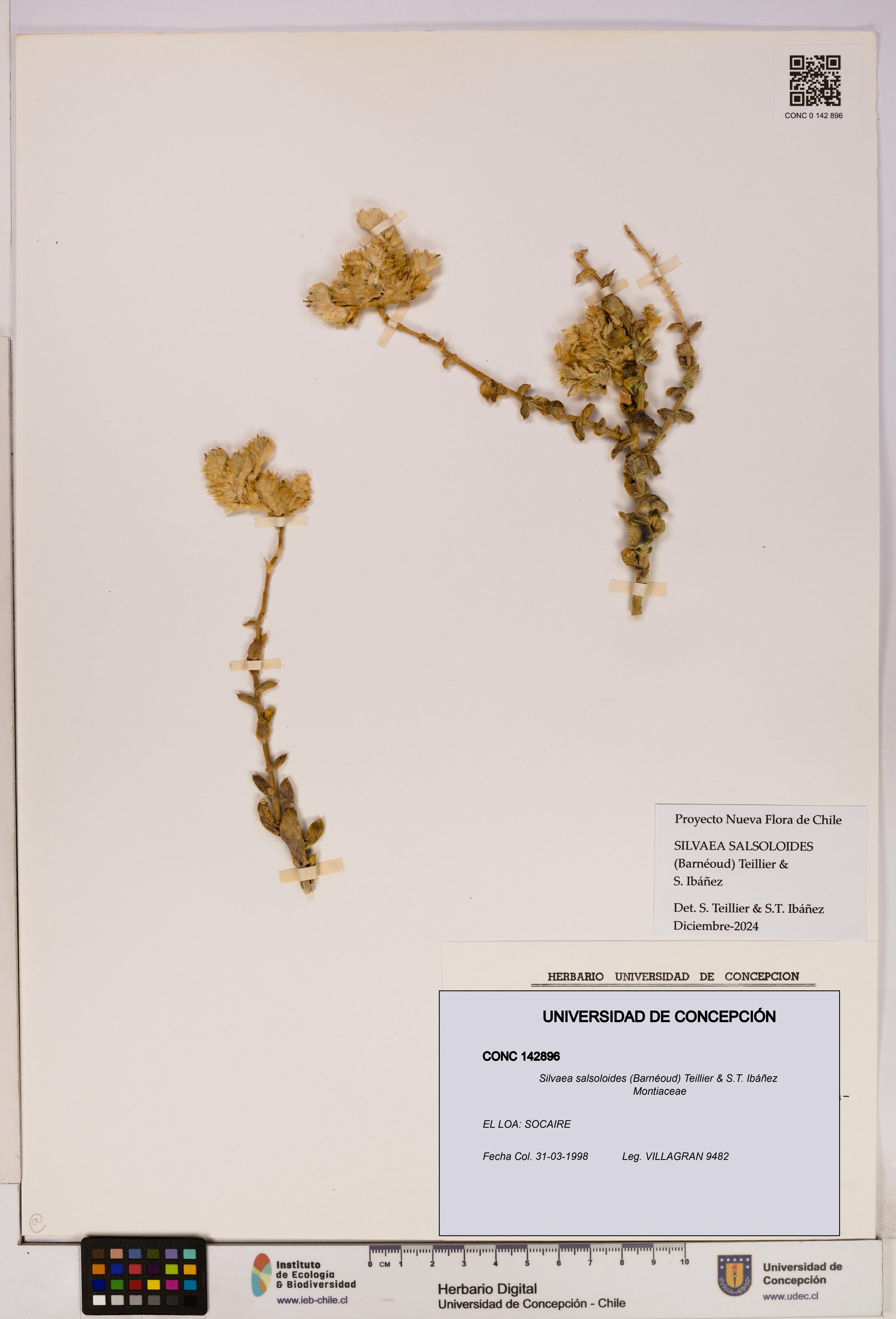 Silvaea salsoloides [Espécimen: UDEC:CONC:0142896]