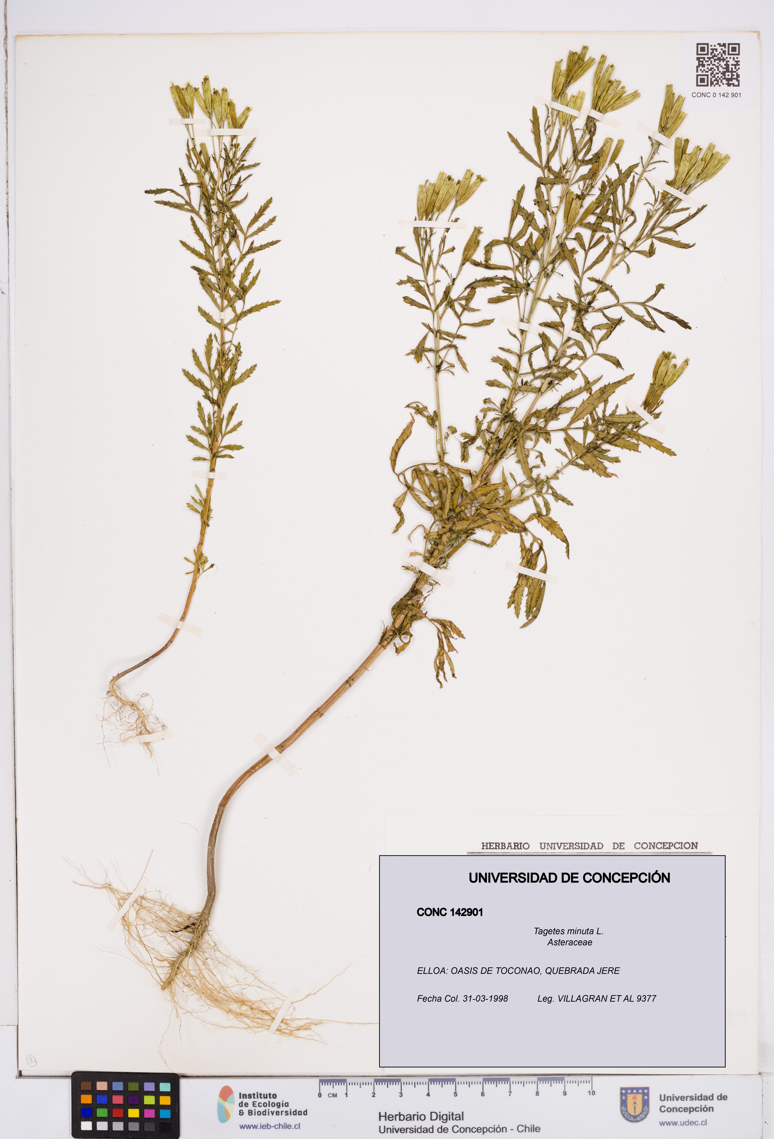 Tagetes minuta [Espécimen: ]