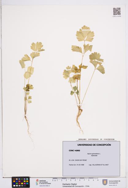Apium graveolens [Espécimen: ]