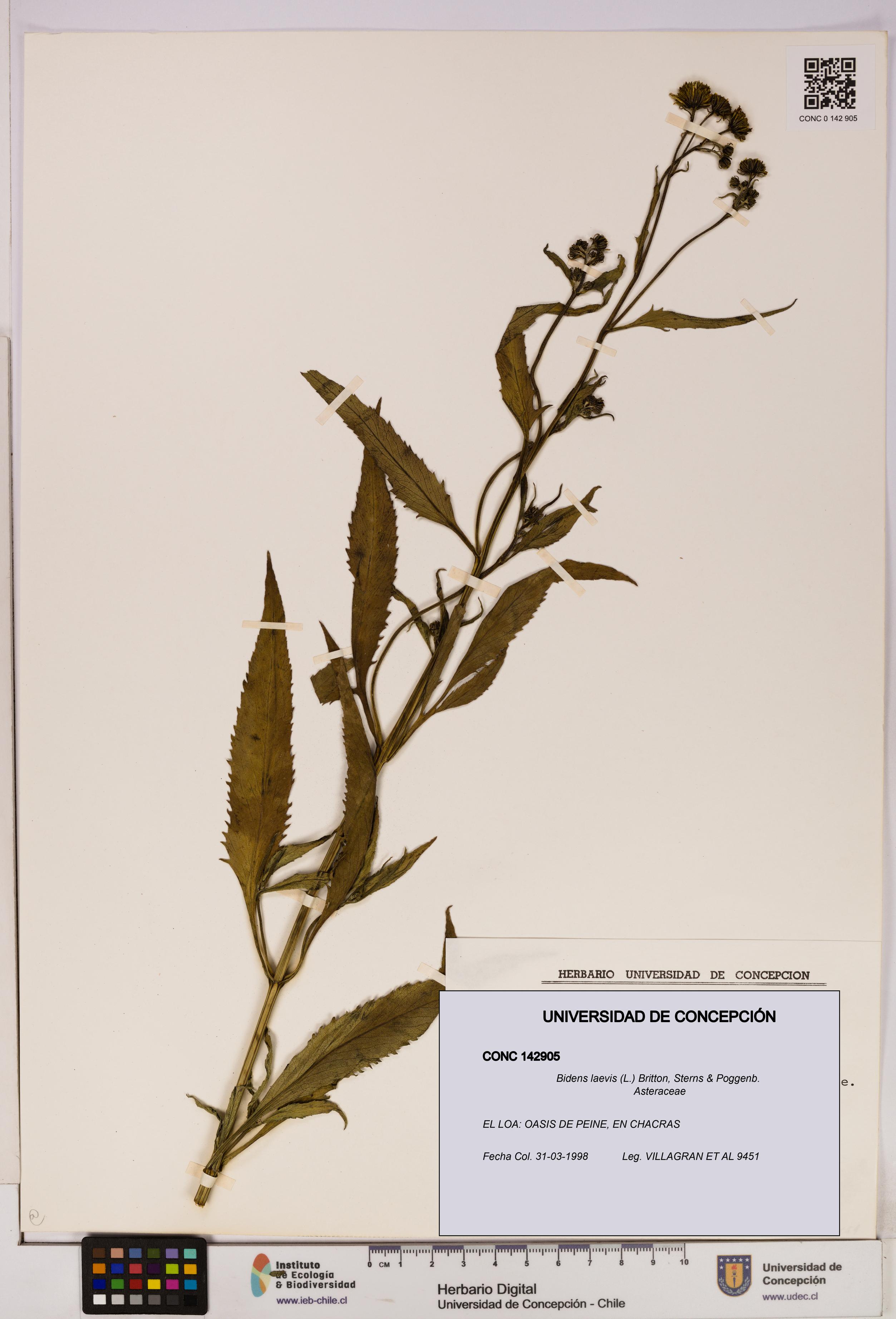 Bidens laevis [Espécimen: UDEC:CONC:0142905]