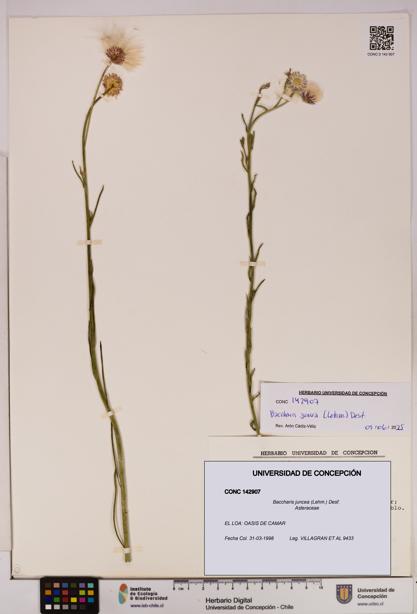 Baccharis juncea [Espécimen: UDEC:CONC:0142907]