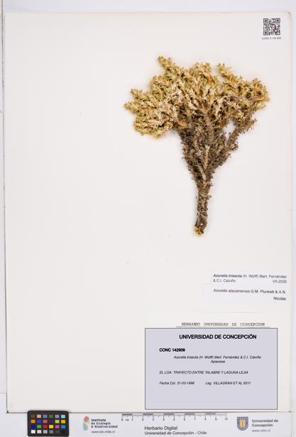 Azorella trisecta [Espécimen: ]