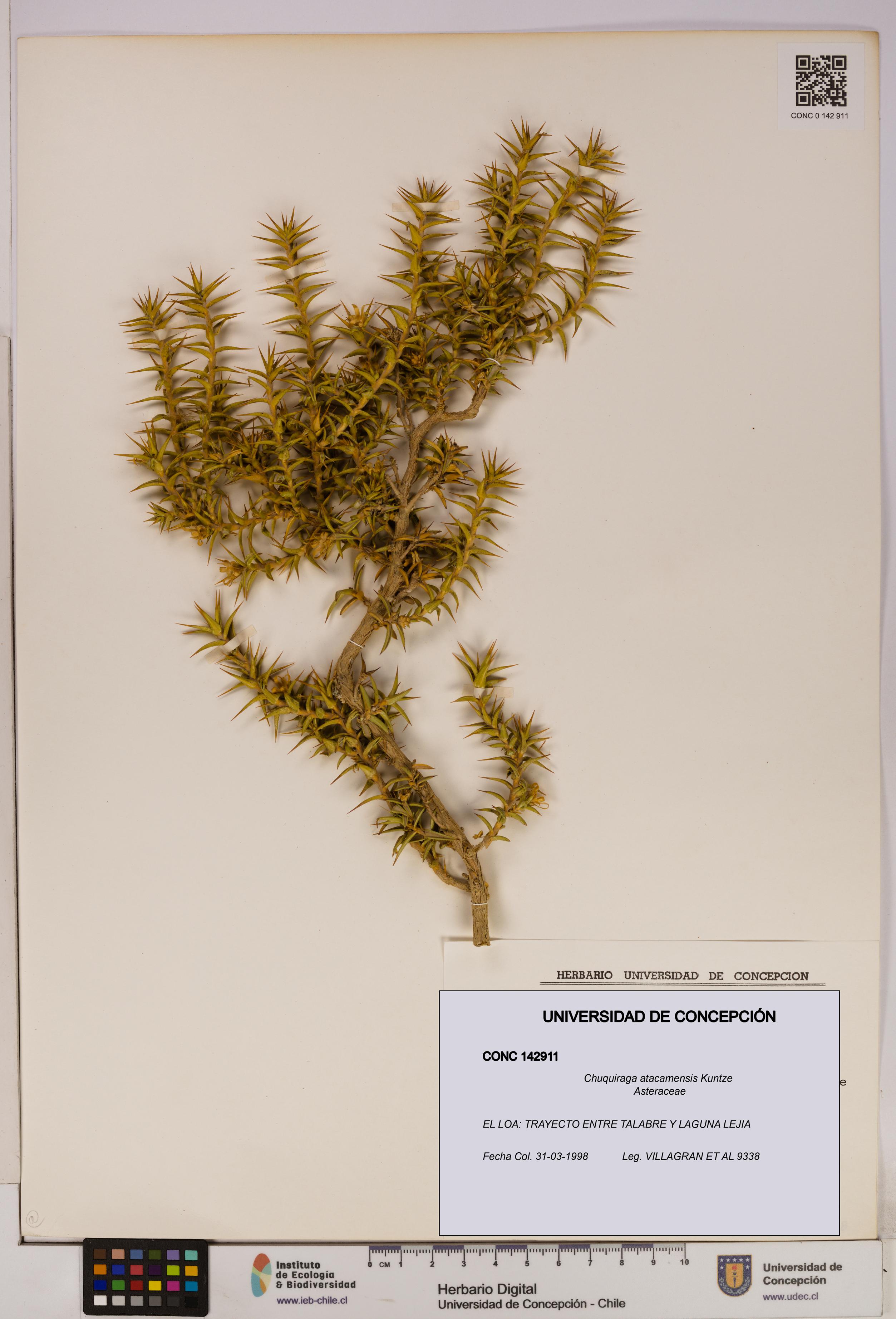Chuquiraga atacamensis [Espécimen: UDEC:CONC:0142911]