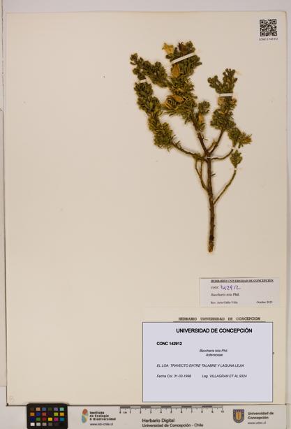 Baccharis tola [Espécimen: ]