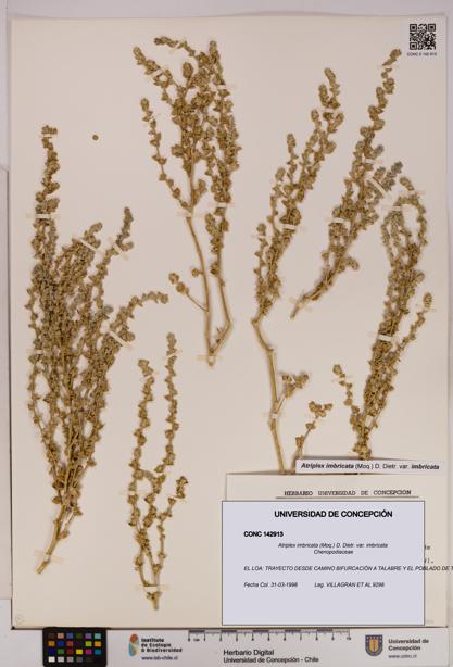 Atriplex imbricata var. imbricata [Espécimen: UDEC:CONC:0142913]