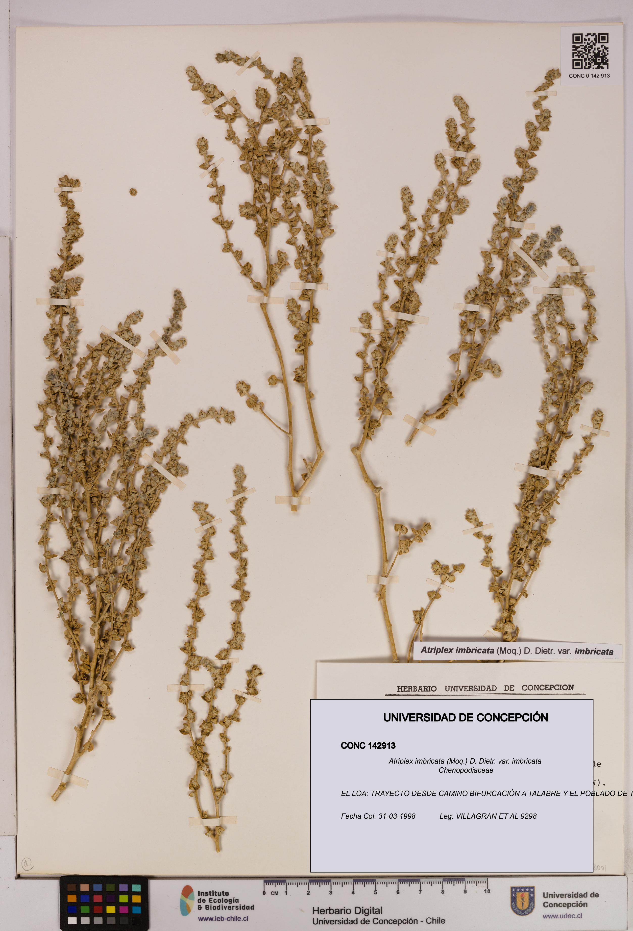 Atriplex imbricata var. imbricata [Espécimen: UDEC:CONC:0142913]