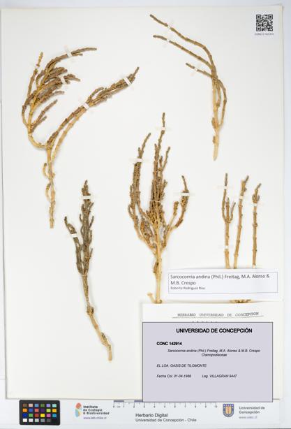 Sarcocornia andina [Espécimen: UDEC:CONC:0142914]