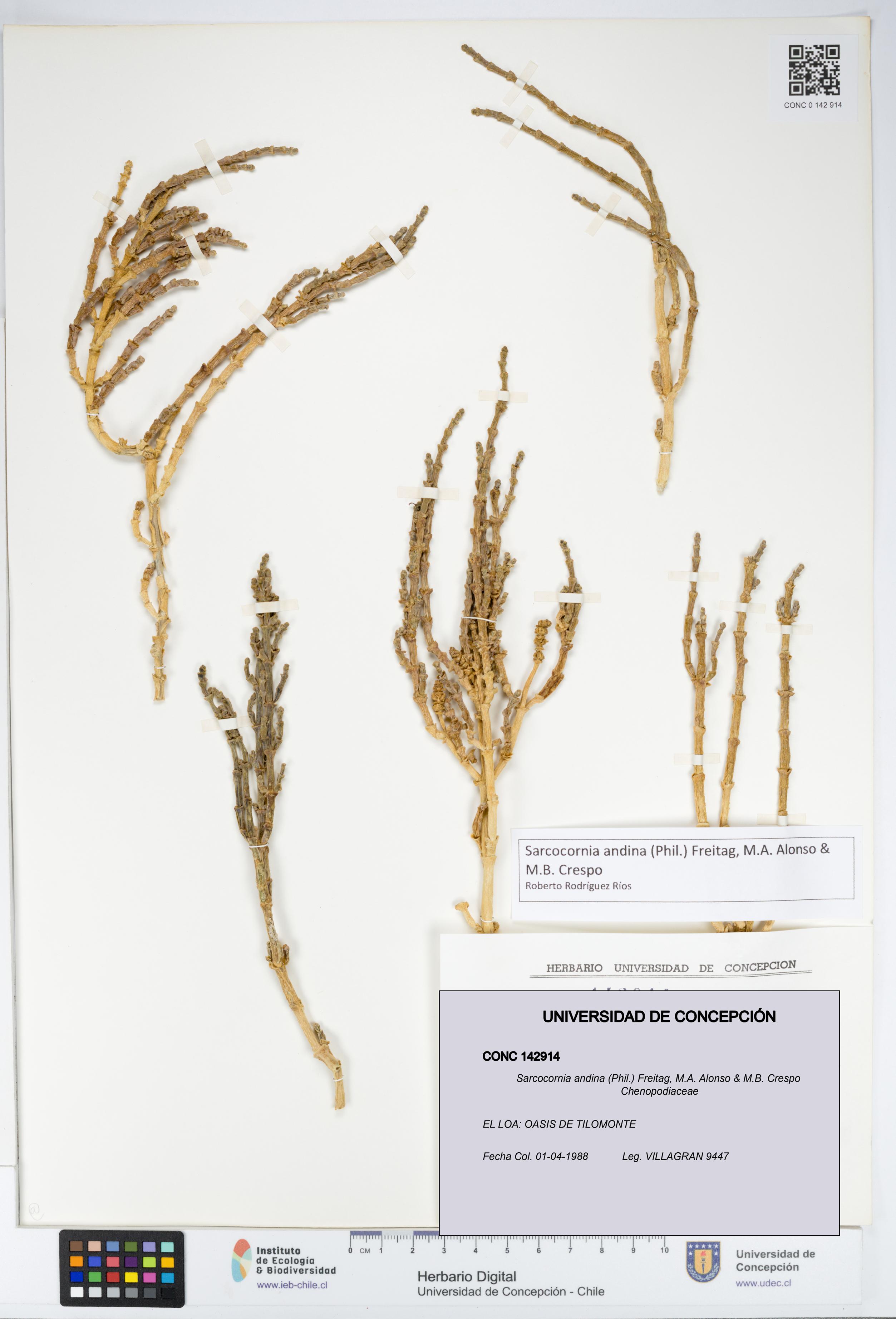 Sarcocornia andina [Espécimen: UDEC:CONC:0142914]