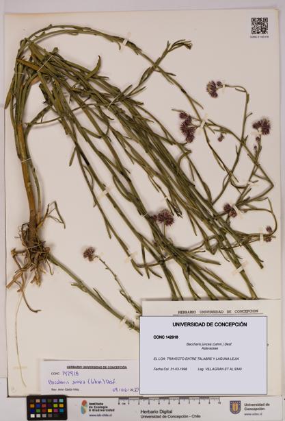 Baccharis juncea [Espécimen: UDEC:CONC:0142918]