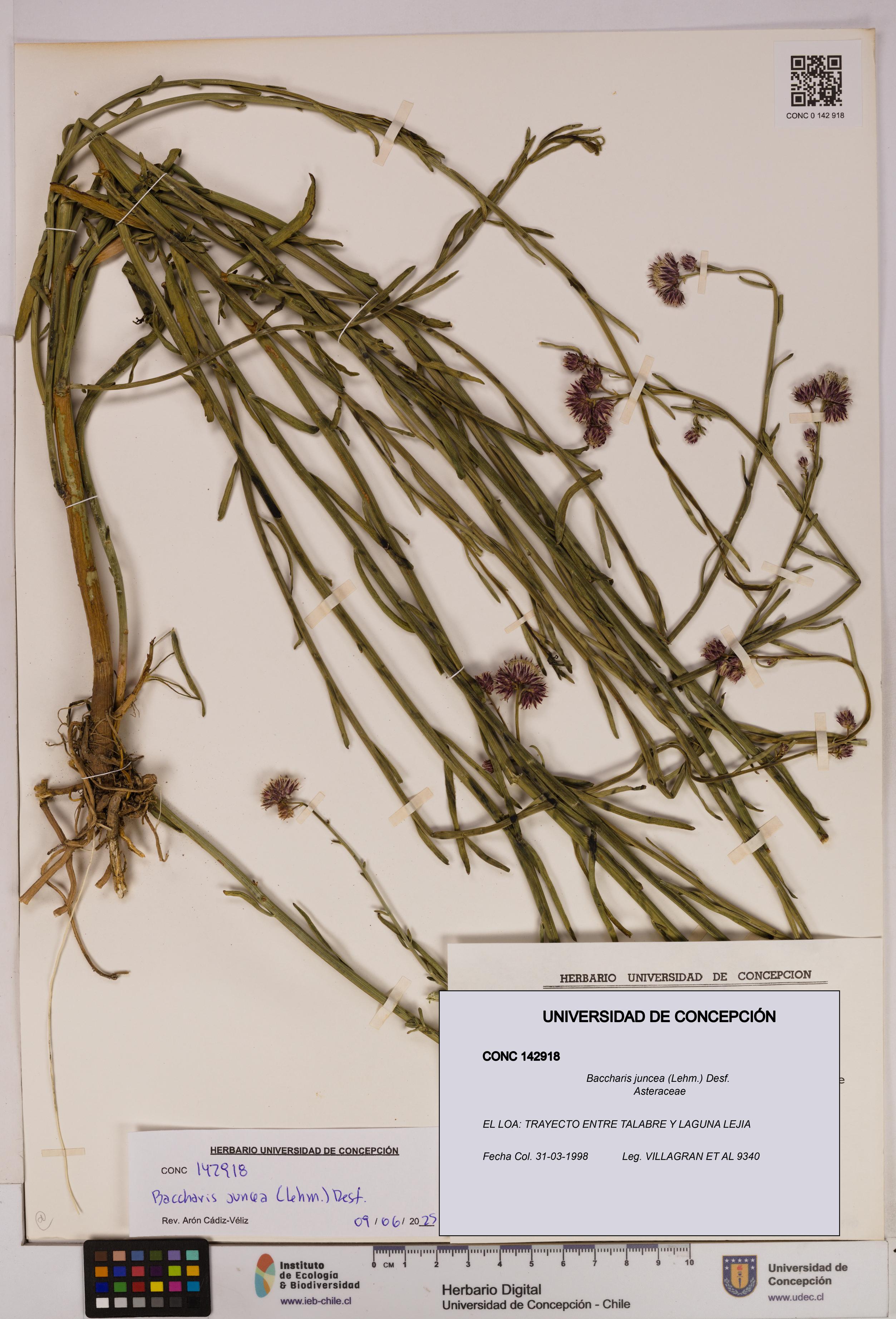 Baccharis juncea [Espécimen: UDEC:CONC:0142918]