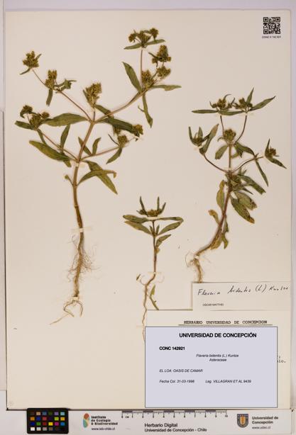 Flaveria bidentis [Espécimen: UDEC:CONC:0142921]