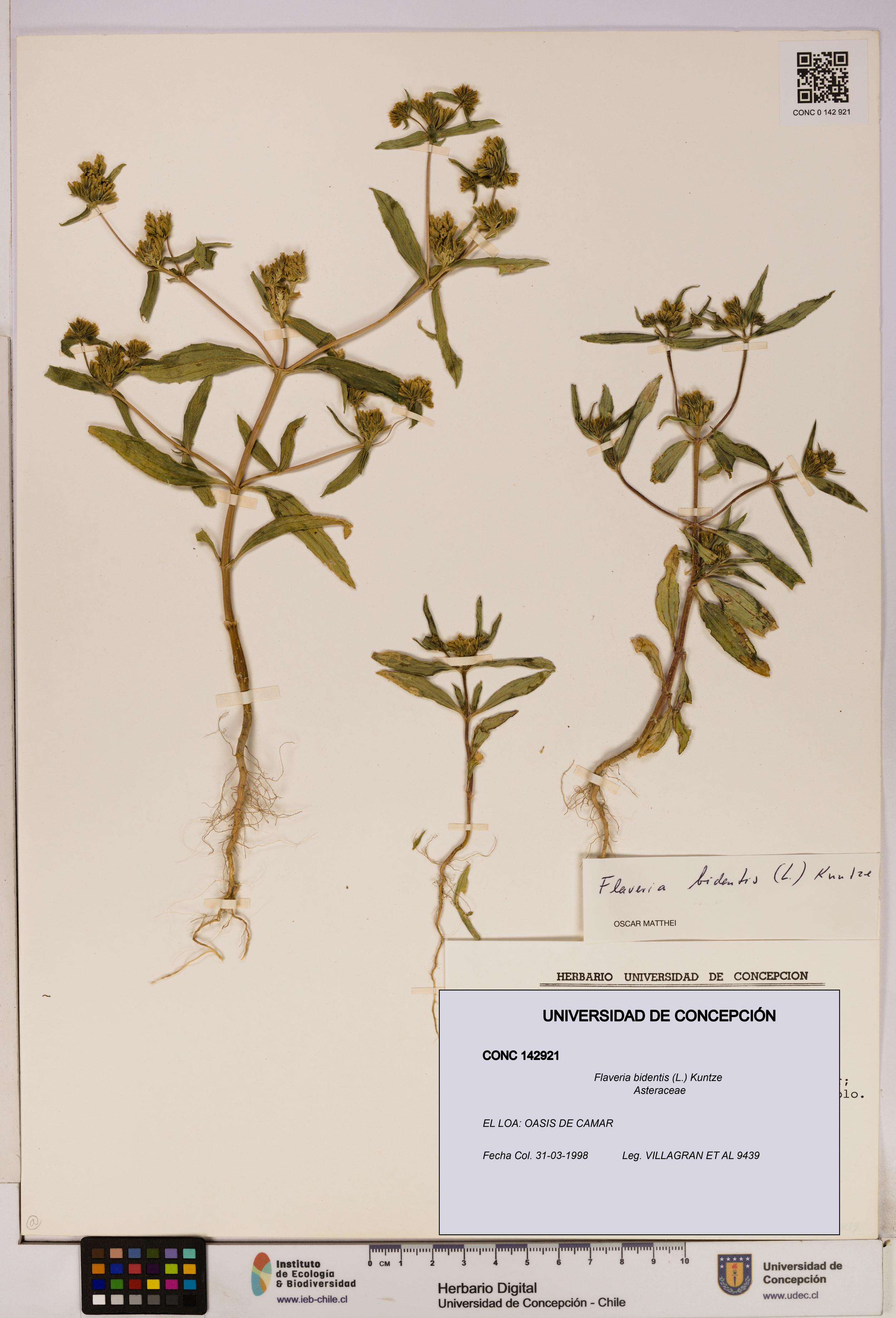Flaveria bidentis [Espécimen: UDEC:CONC:0142921]