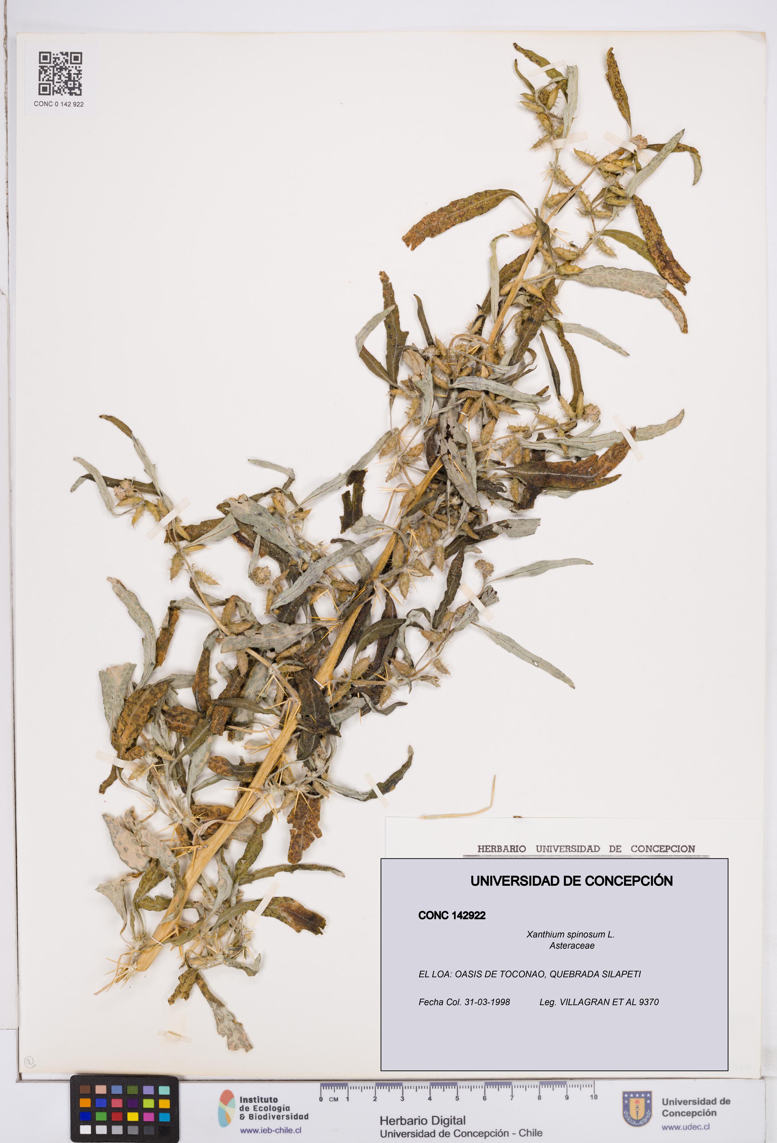 Xanthium spinosum [Espécimen: ]