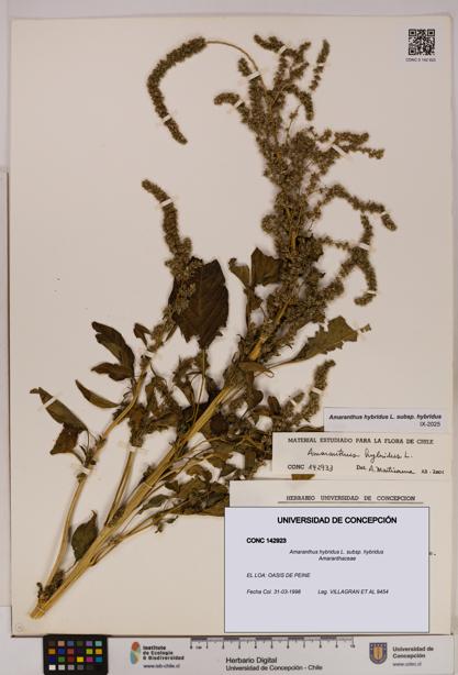 Amaranthus hybridus [Espécimen: UDEC:CONC:0142923]