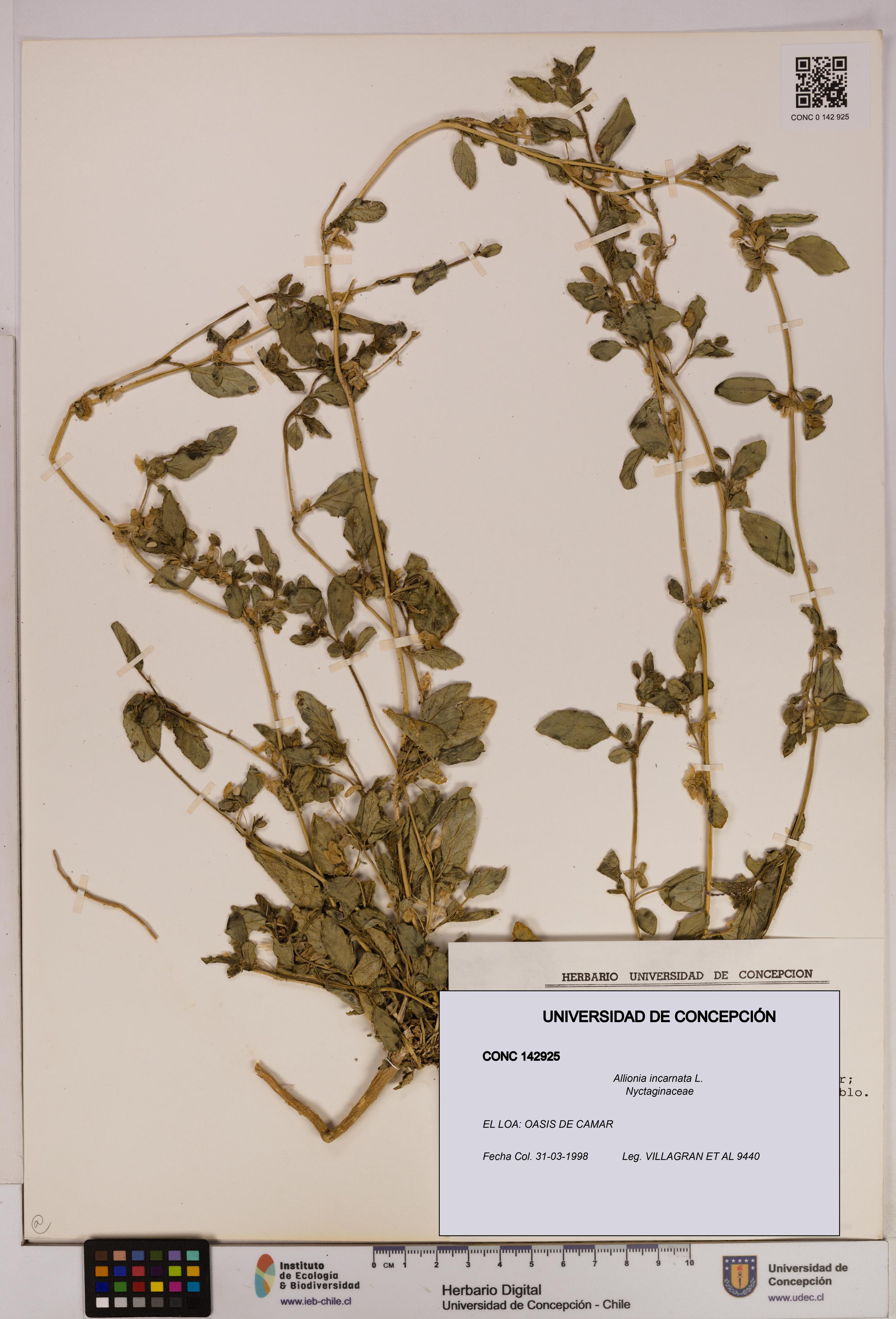 Allionia incarnata [Espécimen: UDEC:CONC:0142925]