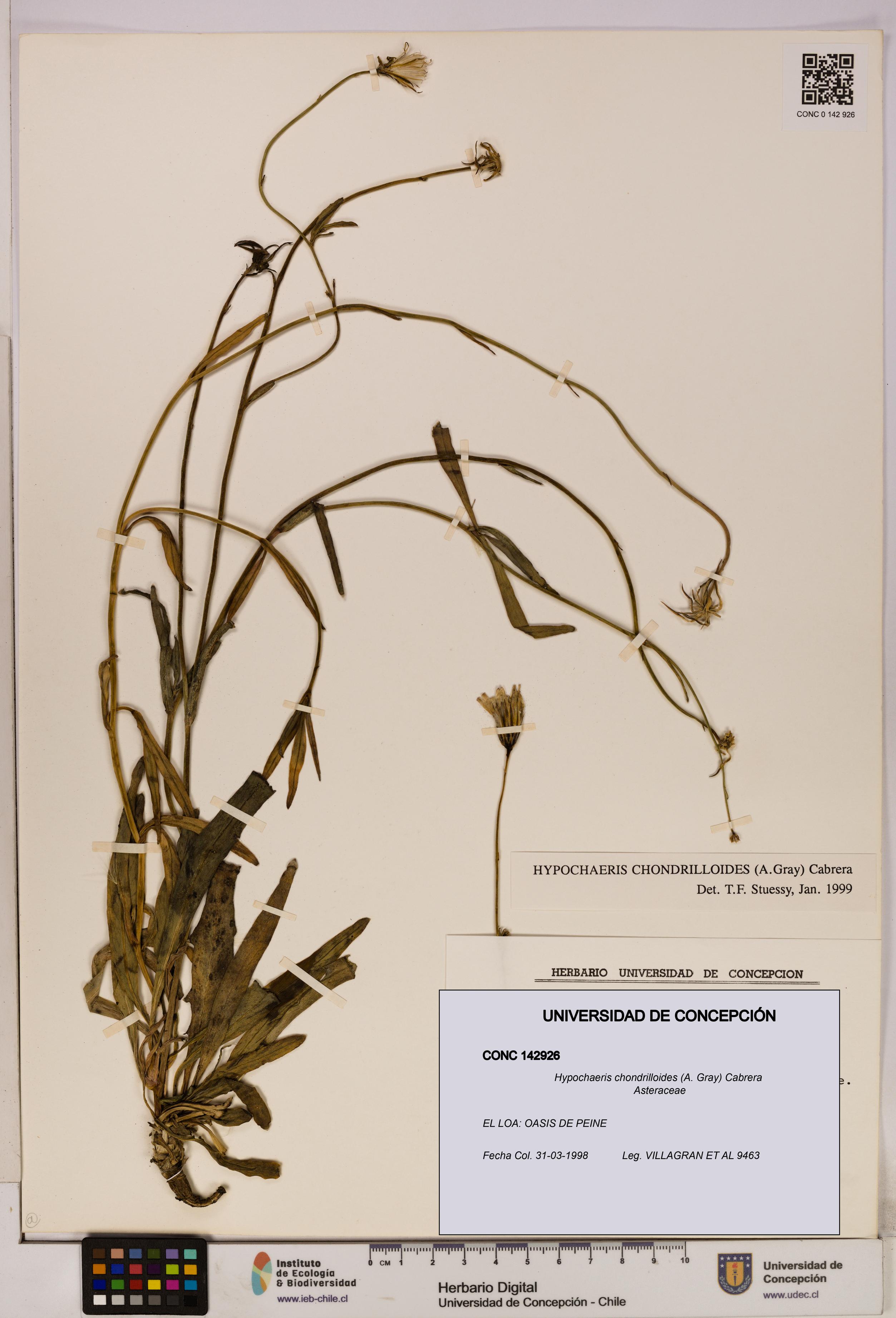 Hypochaeris chondrilloides [Espécimen: UDEC:CONC:0142926]