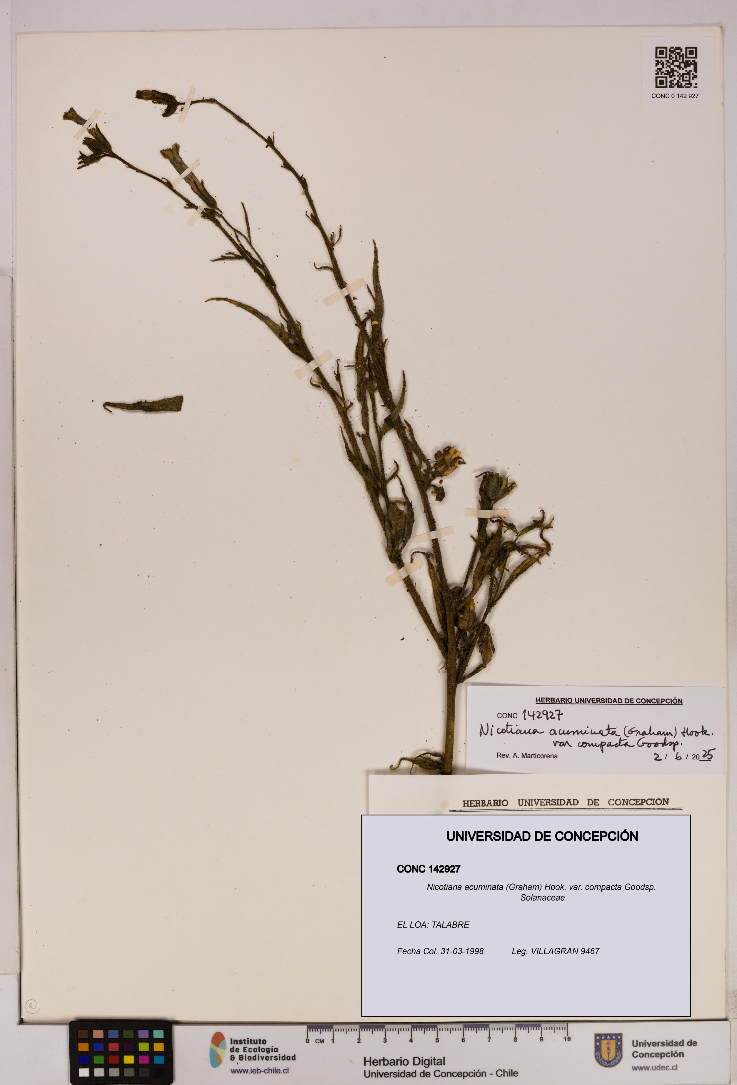 Nicotiana acuminata var. compacta [Espécimen: UDEC:CONC:0142927]