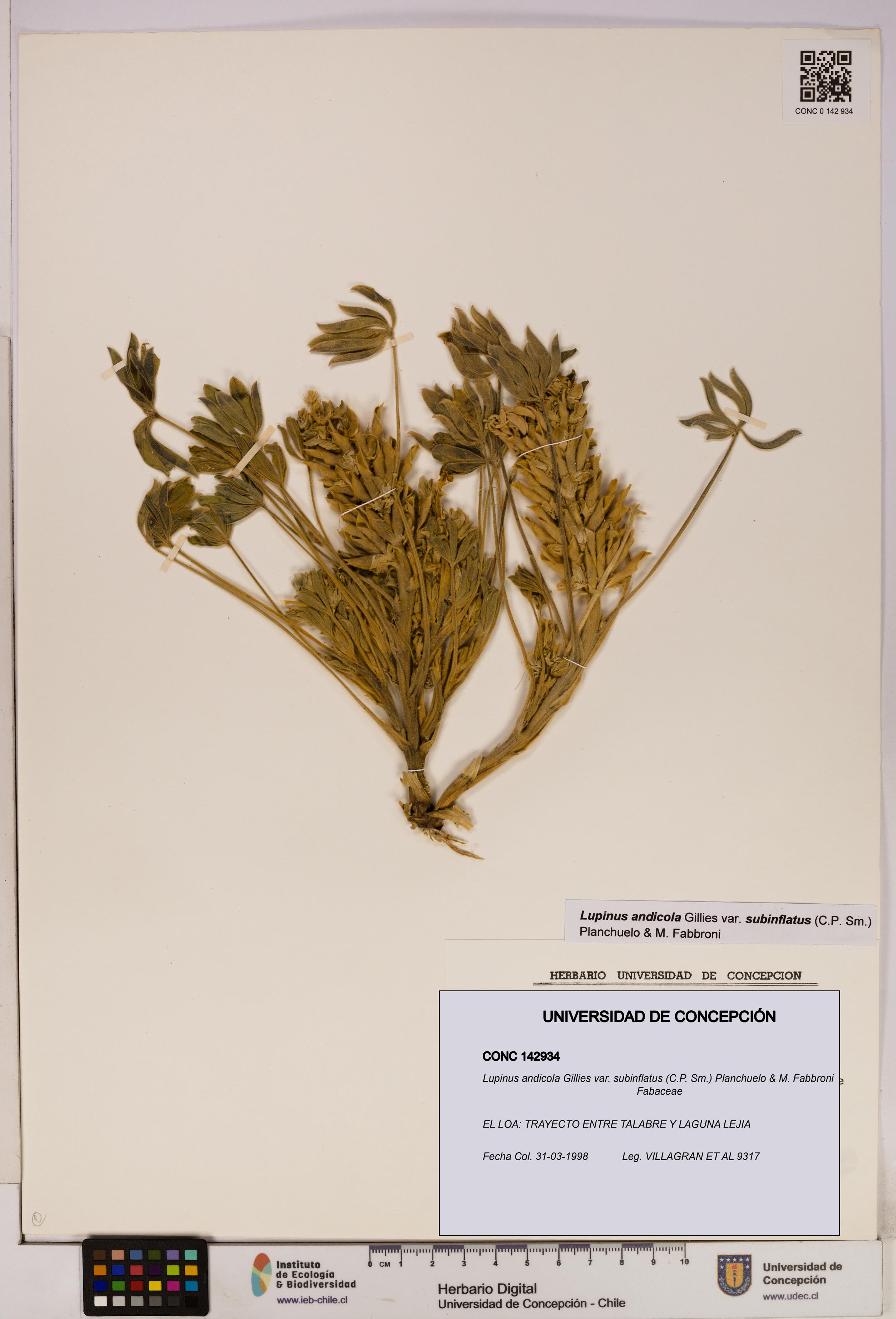 Lupinus andicola [Espécimen: UDEC:CONC:0142934]