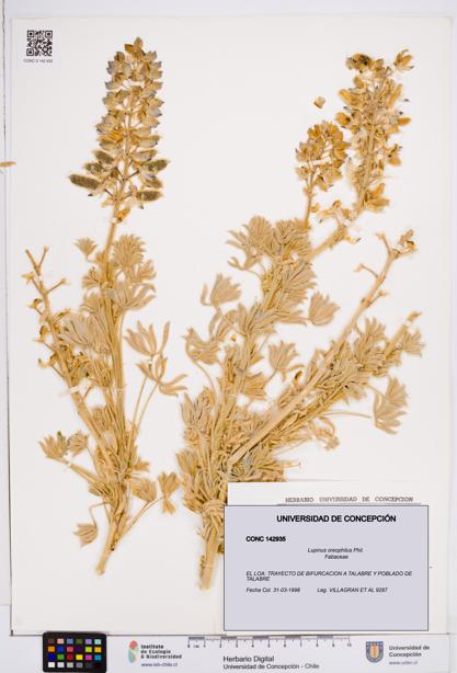 Lupinus oreophilus [Espécimen: ]