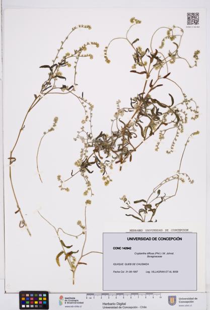 Cryptantha diffusa [Espécimen: ]