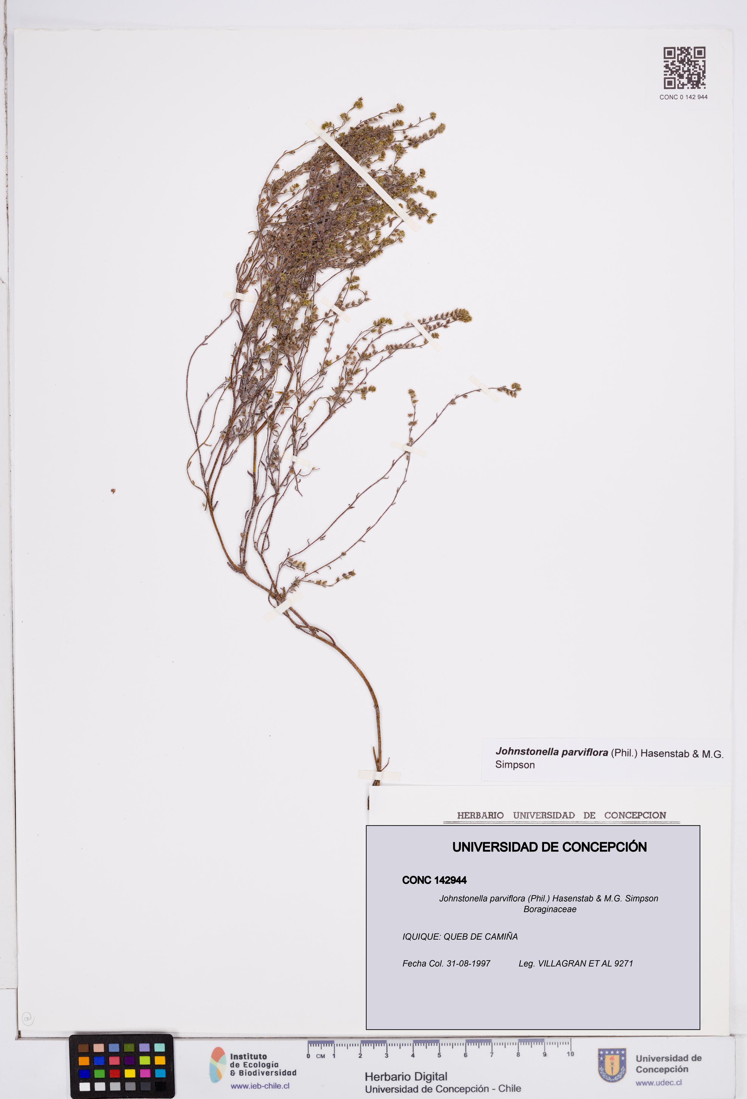 Johnstonella parviflora [Espécimen: ]