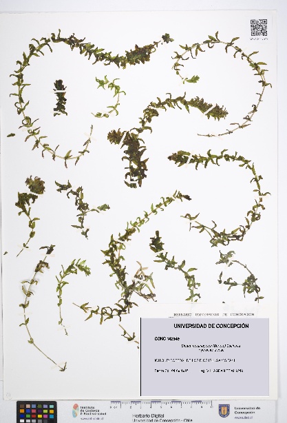 Elodea potamogeton [Espécimen: UDEC:CONC:0142949]