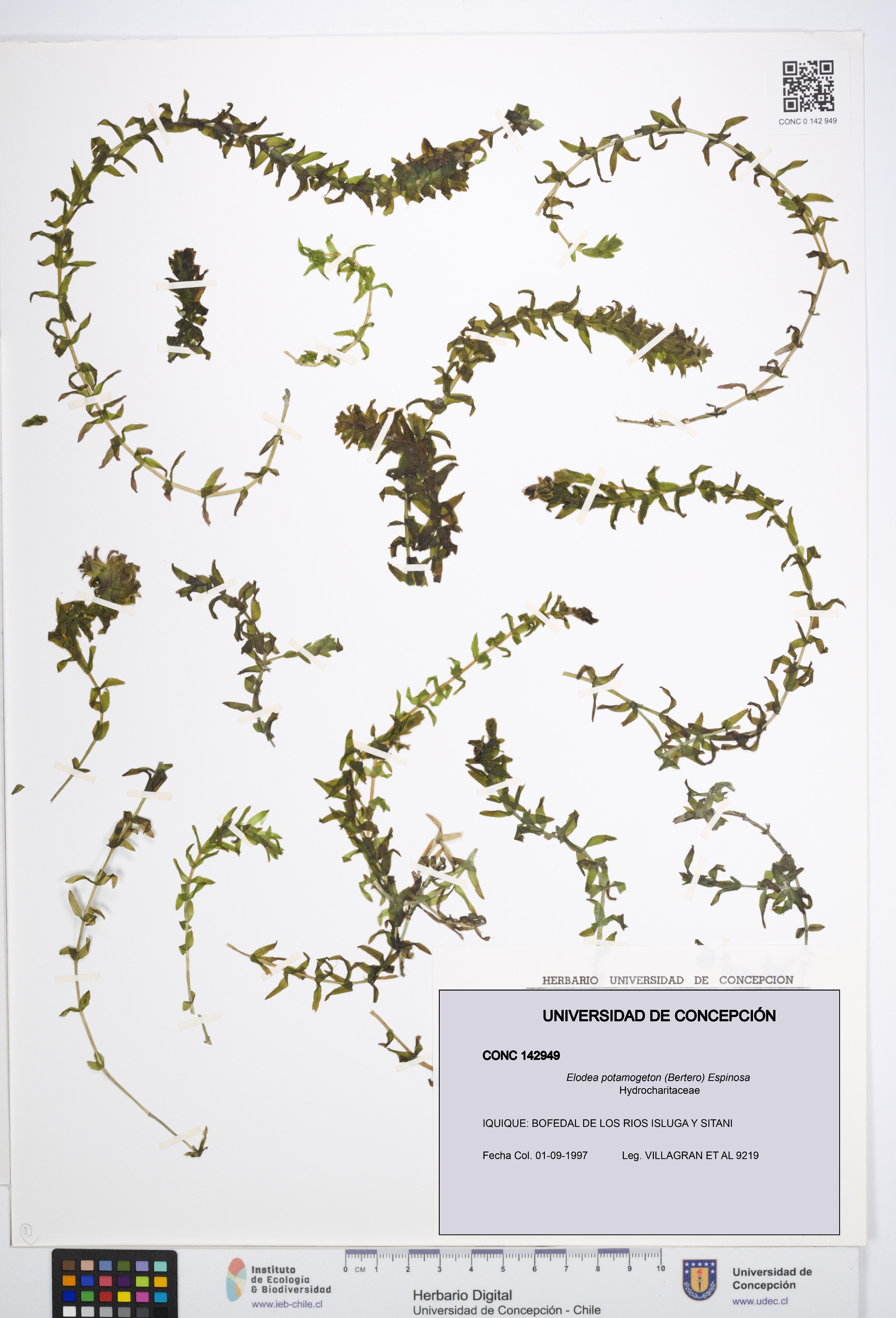 Elodea potamogeton [Espécimen: UDEC:CONC:0142949]