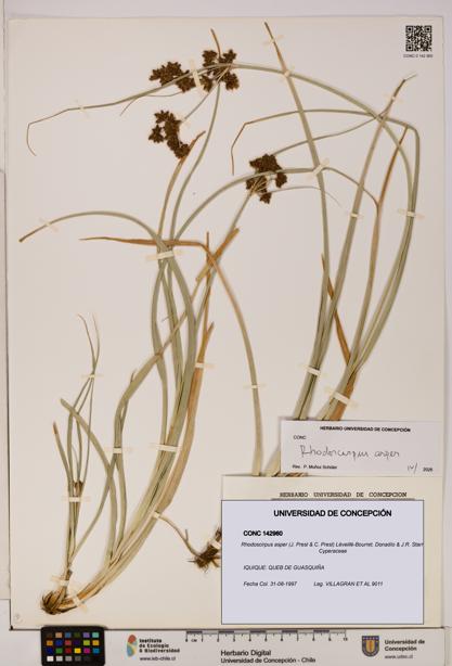Rhodoscirpus asper [Espécimen: ]