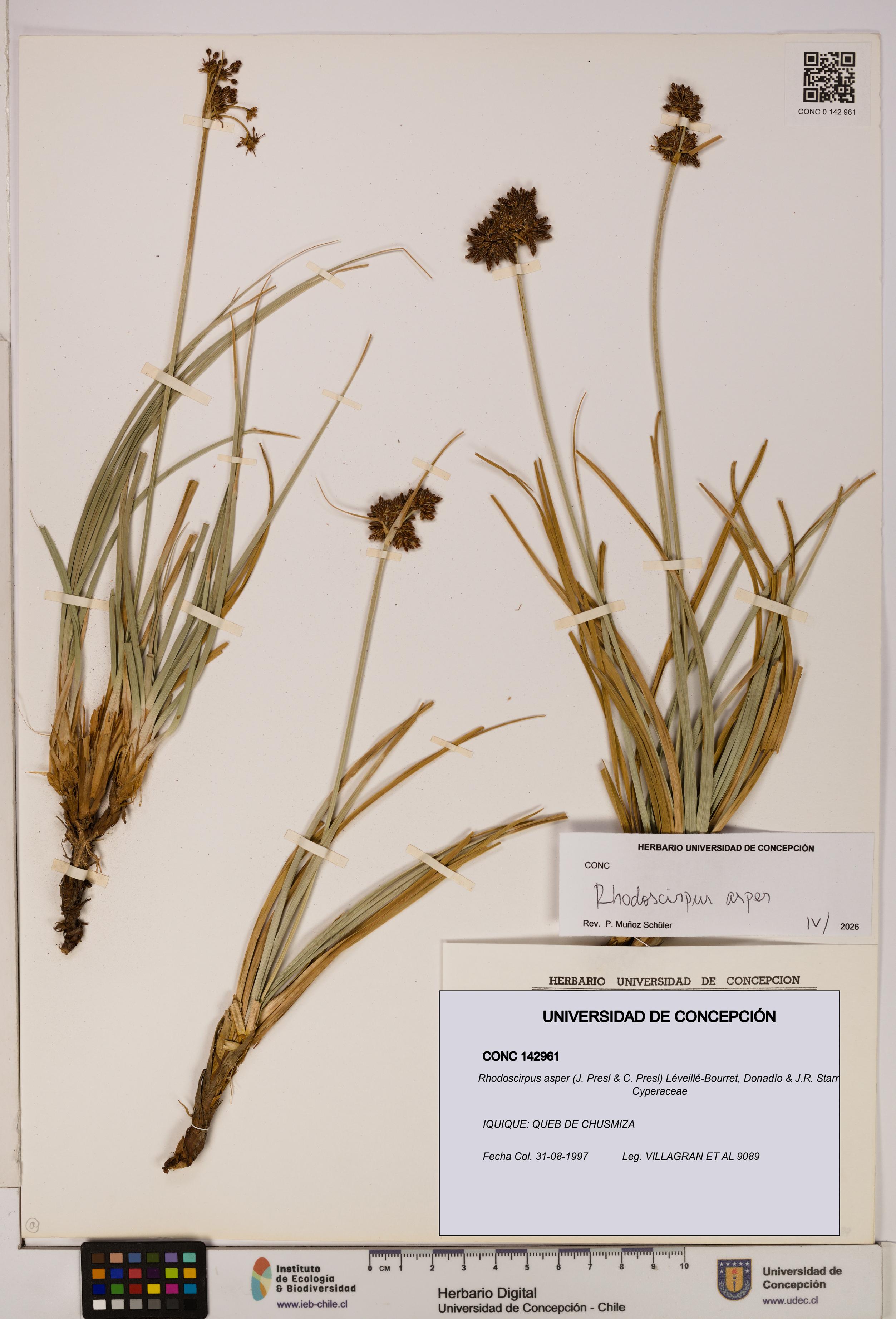Rhodoscirpus asper [Espécimen: ]