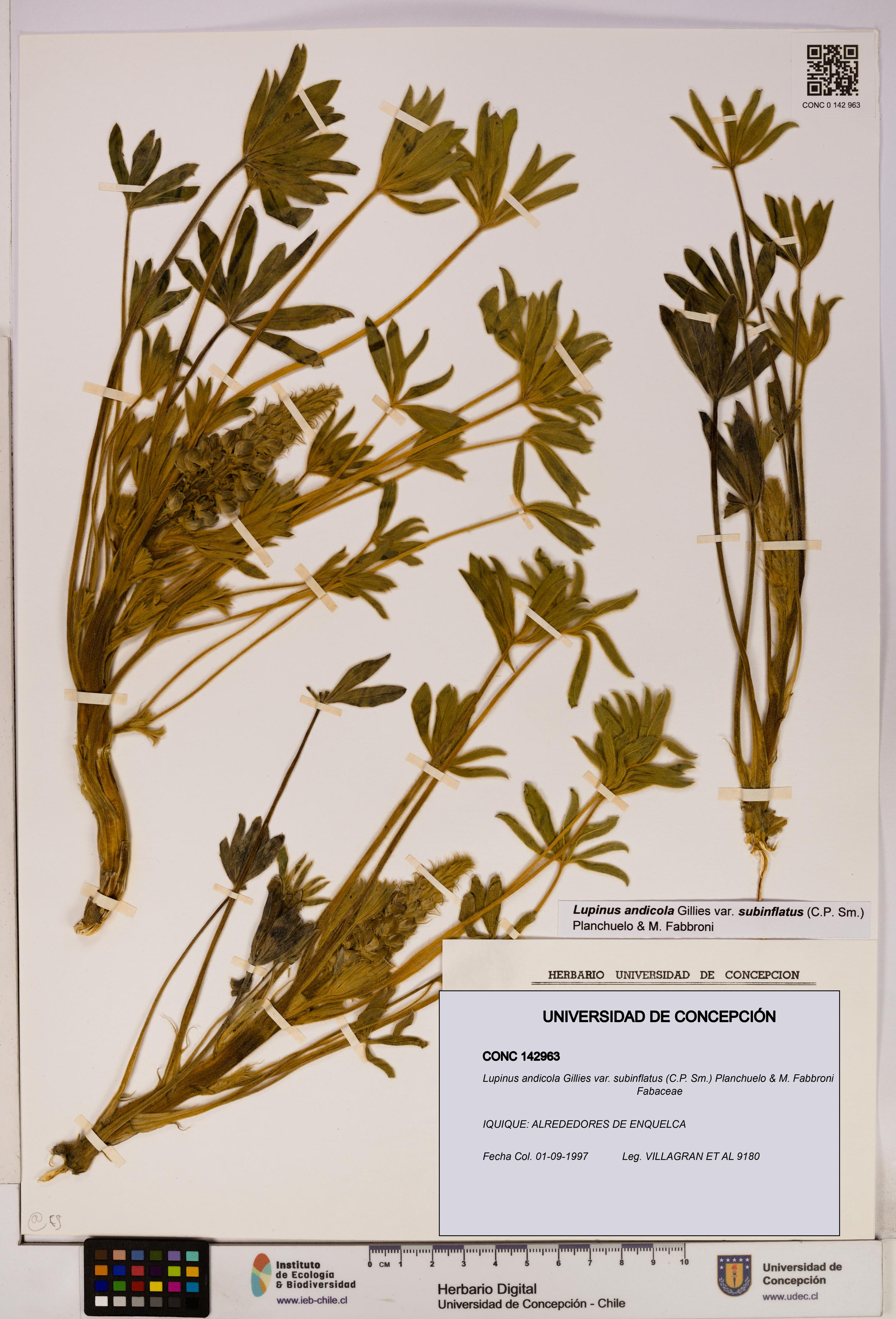 Lupinus andicola [Espécimen: UDEC:CONC:0142963]