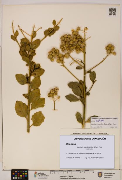 Baccharis scandens [Espécimen: UDEC:CONC:0142968]