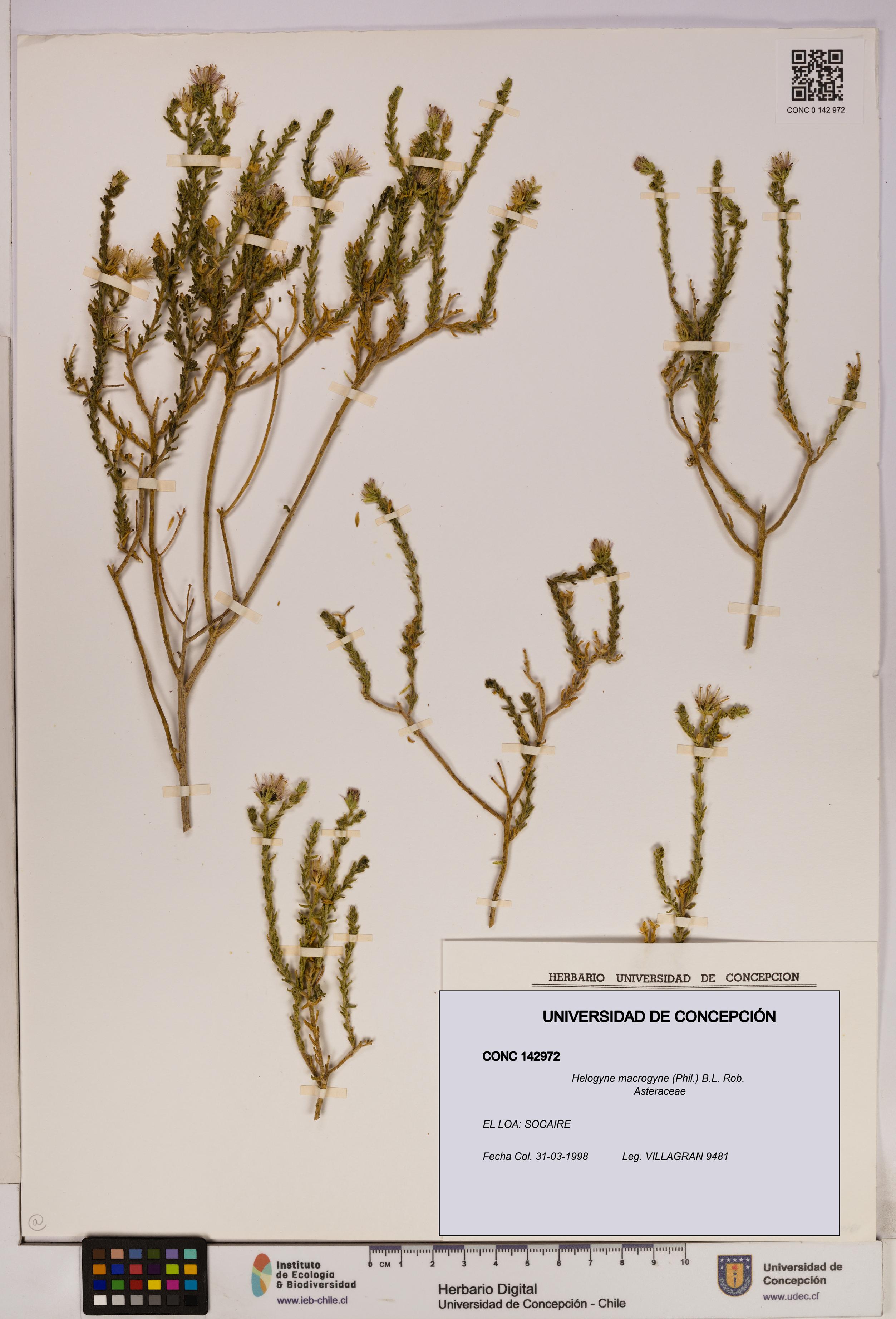 Helogyne macrogyne [Espécimen: UDEC:CONC:0142972]