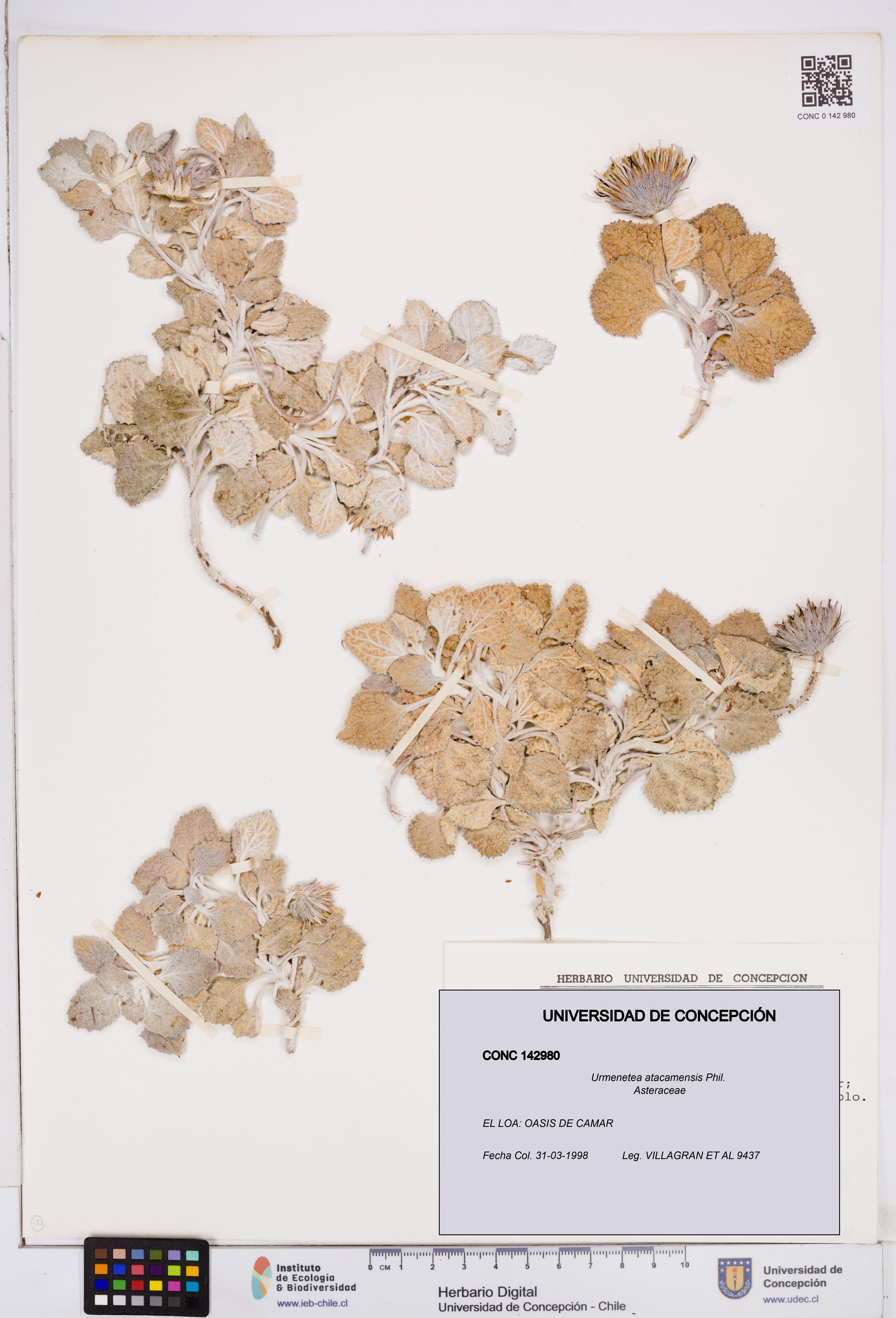 Urmenetea atacamensis [Espécimen: ]