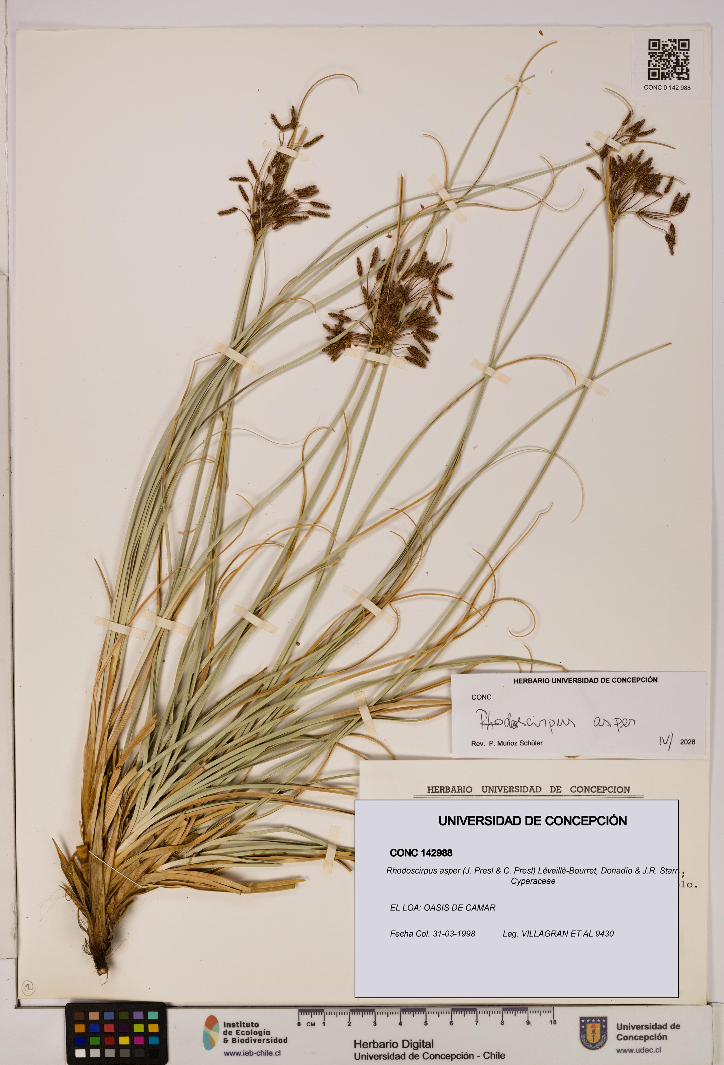 Rhodoscirpus asper [Espécimen: ]