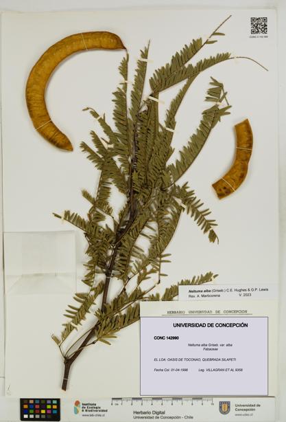 Neltuma alba var. alba [Espécimen: UDEC:CONC:0142990]