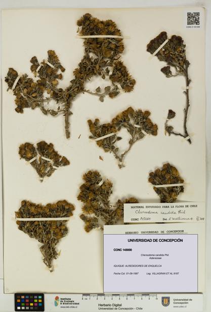 Chersodoma candida [Espécimen: UDEC:CONC:0143000]