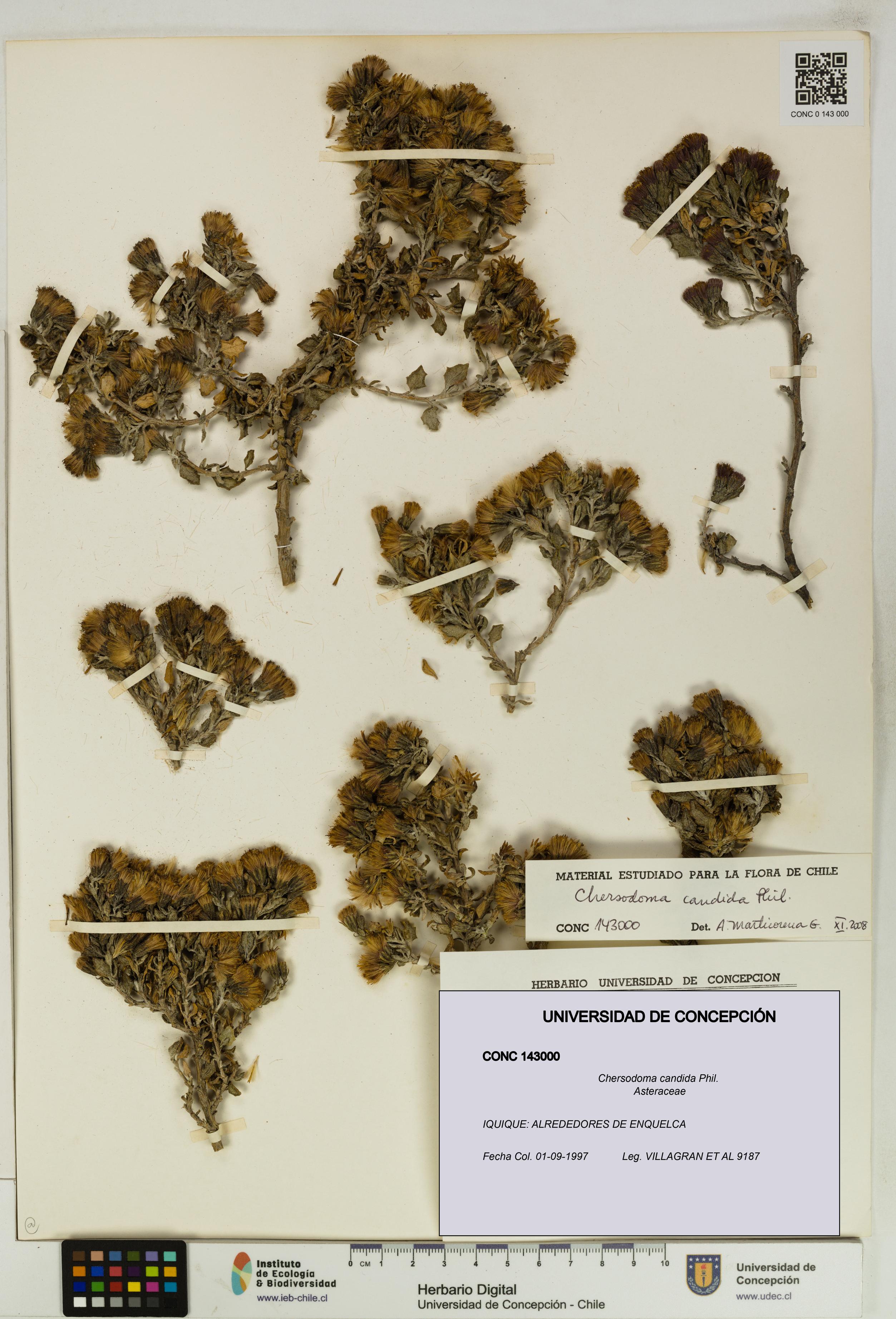 Chersodoma candida [Espécimen: UDEC:CONC:0143000]