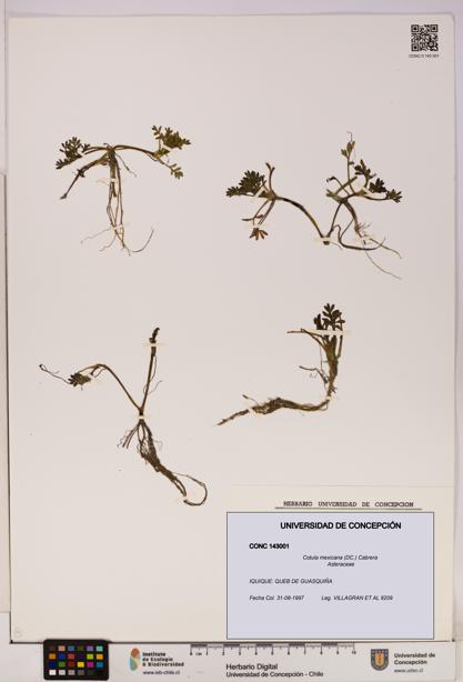 Cotula mexicana [Espécimen: UDEC:CONC:0143001]