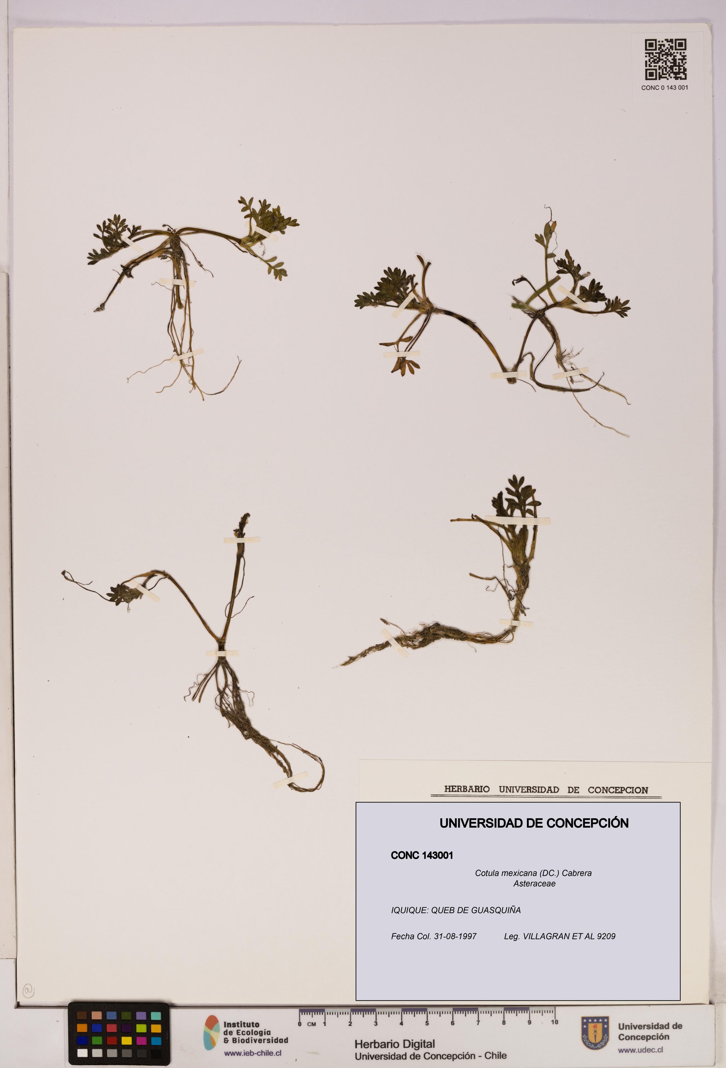 Cotula mexicana [Espécimen: UDEC:CONC:0143001]