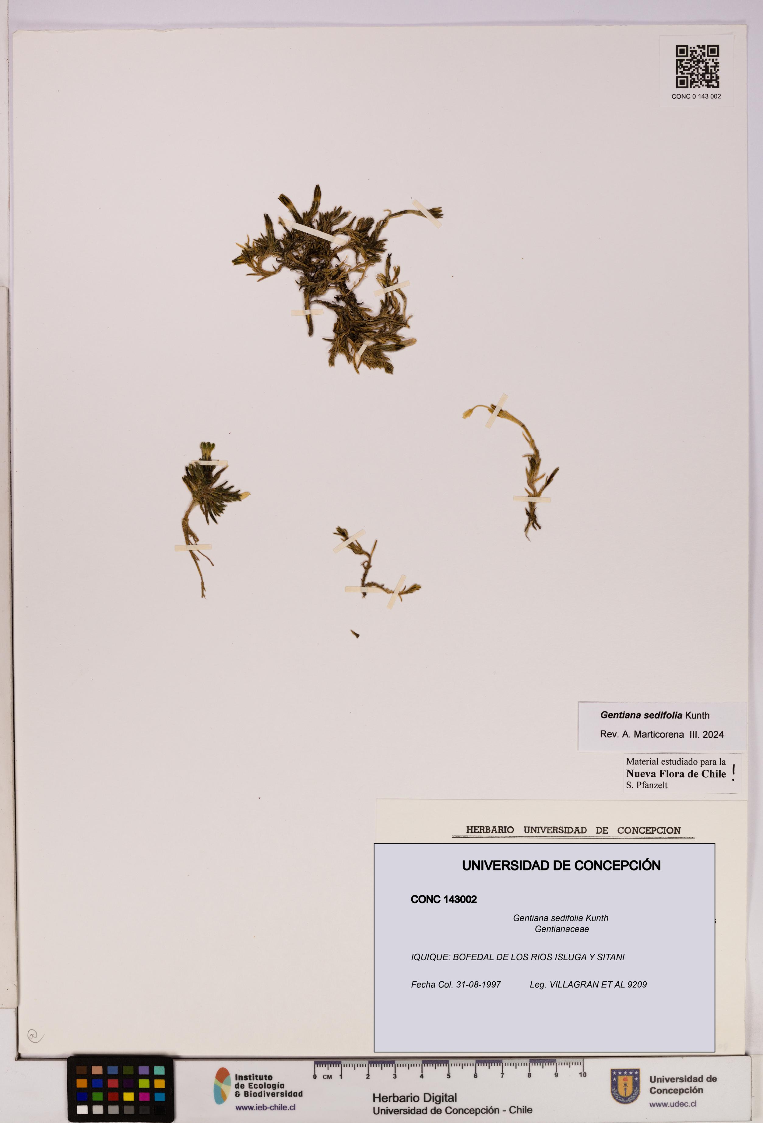 Gentiana sedifolia [Espécimen: UDEC:CONC:0143002]