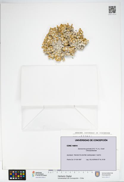 Sarcocornia pulvinata [Espécimen: UDEC:CONC:0143014]