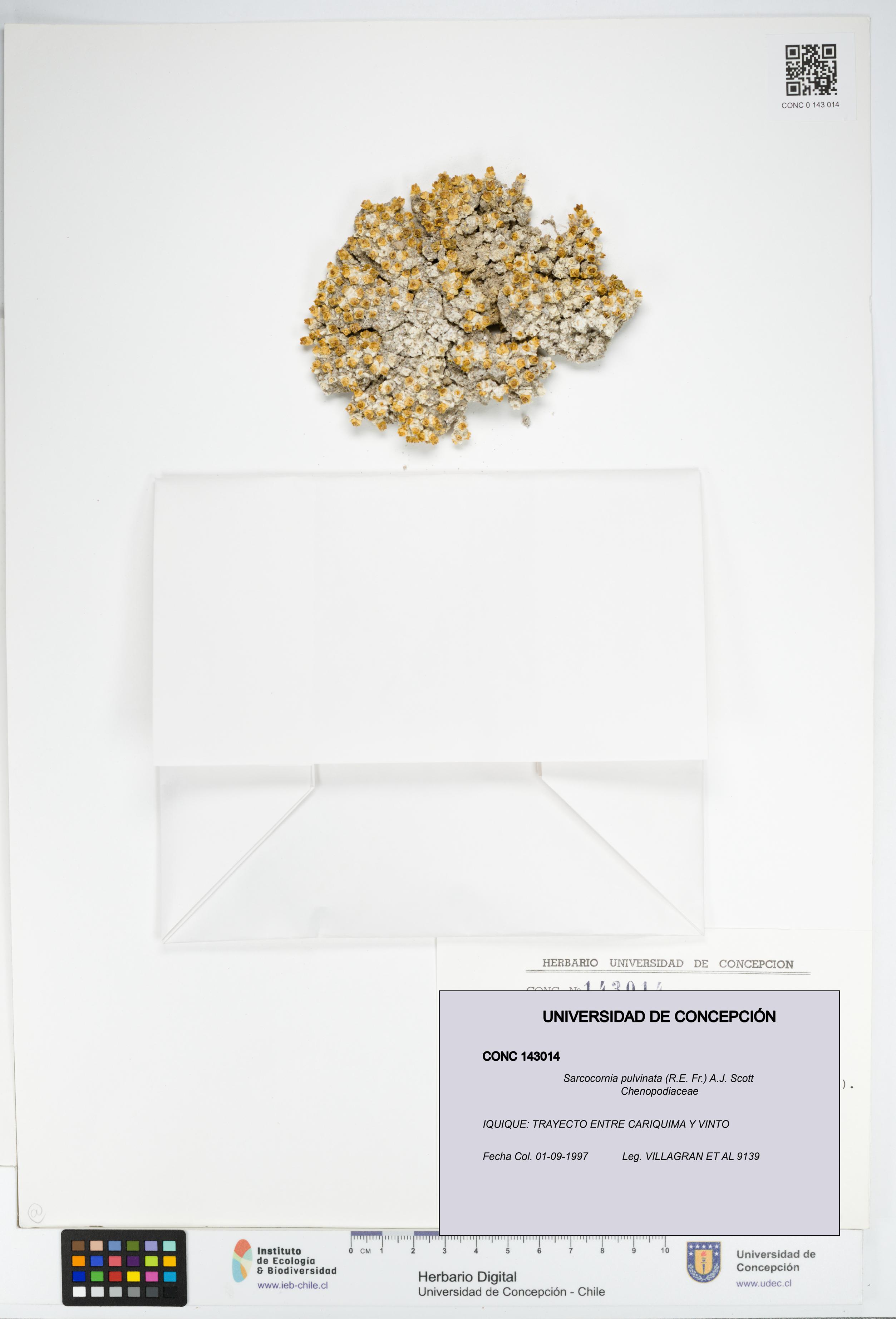 Sarcocornia pulvinata [Espécimen: UDEC:CONC:0143014]