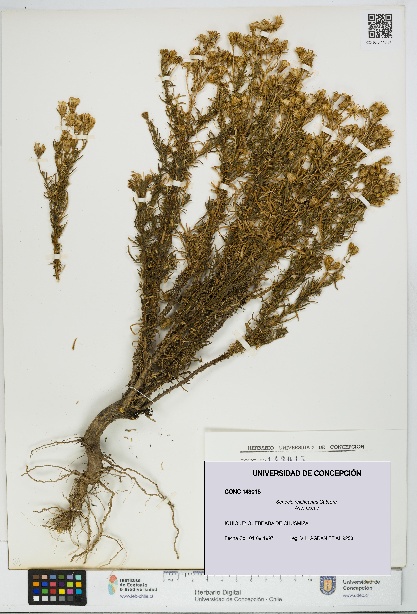 Senecio reicheanus [Espécimen: UDEC:CONC:0143015]