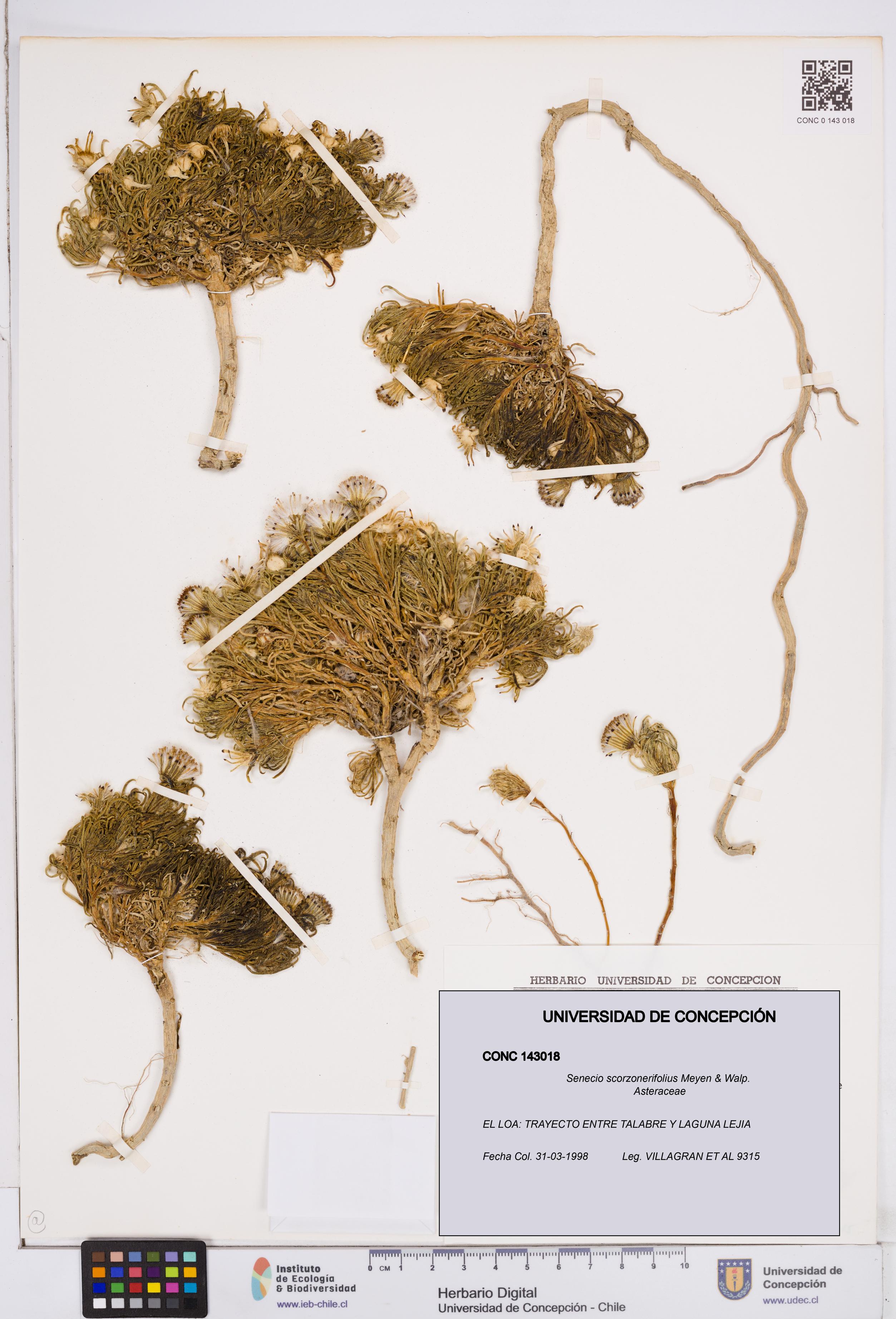 Senecio scorzonerifolius [Espécimen: ]