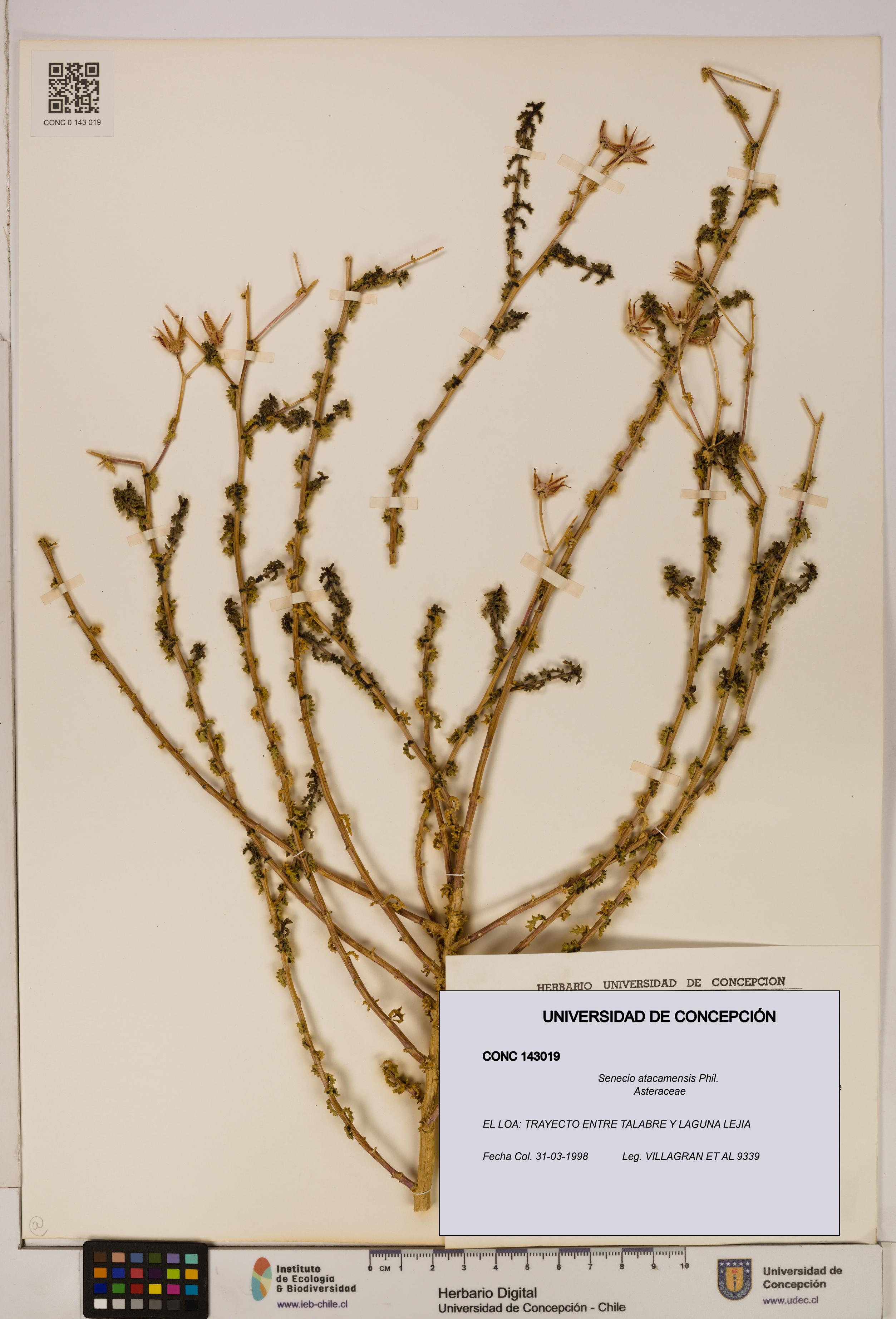 Senecio atacamensis [Espécimen: UDEC:CONC:0143019]