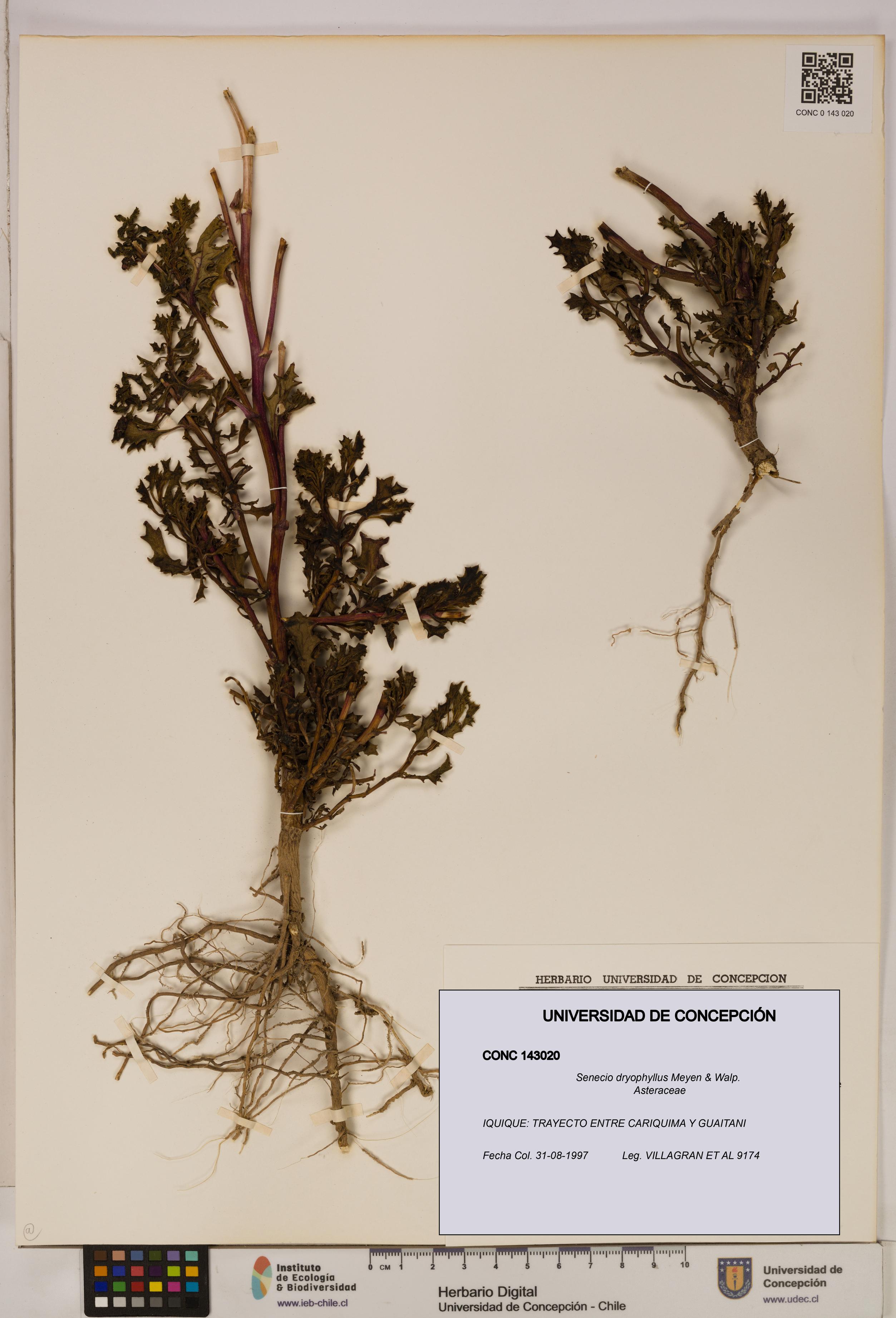 Senecio dryophyllus [Espécimen: UDEC:CONC:0143020]