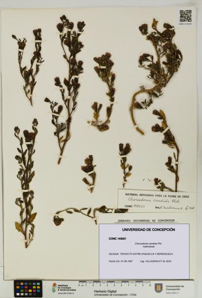 Chersodoma candida [Espécimen: UDEC:CONC:0143021]