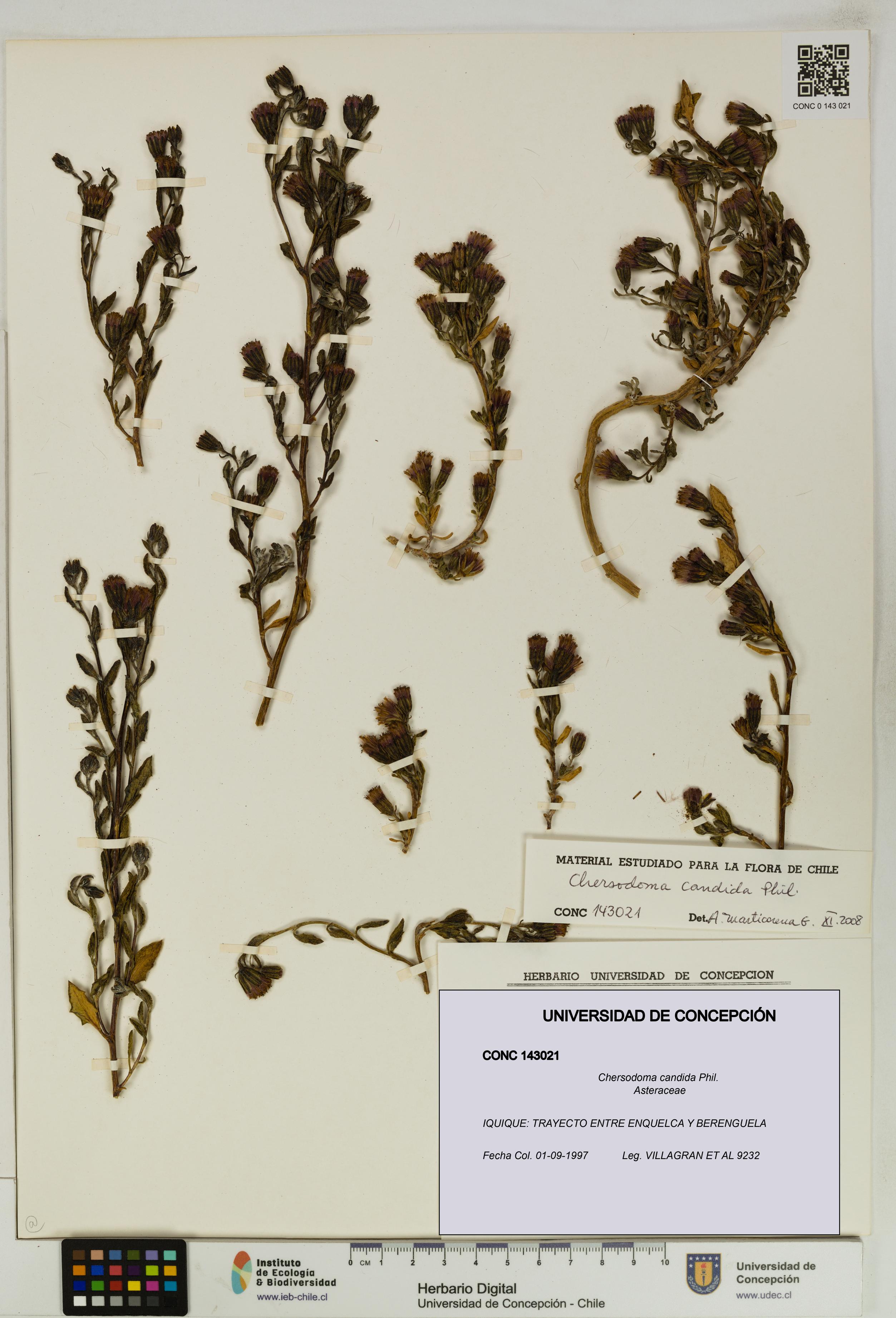 Chersodoma candida [Espécimen: UDEC:CONC:0143021]